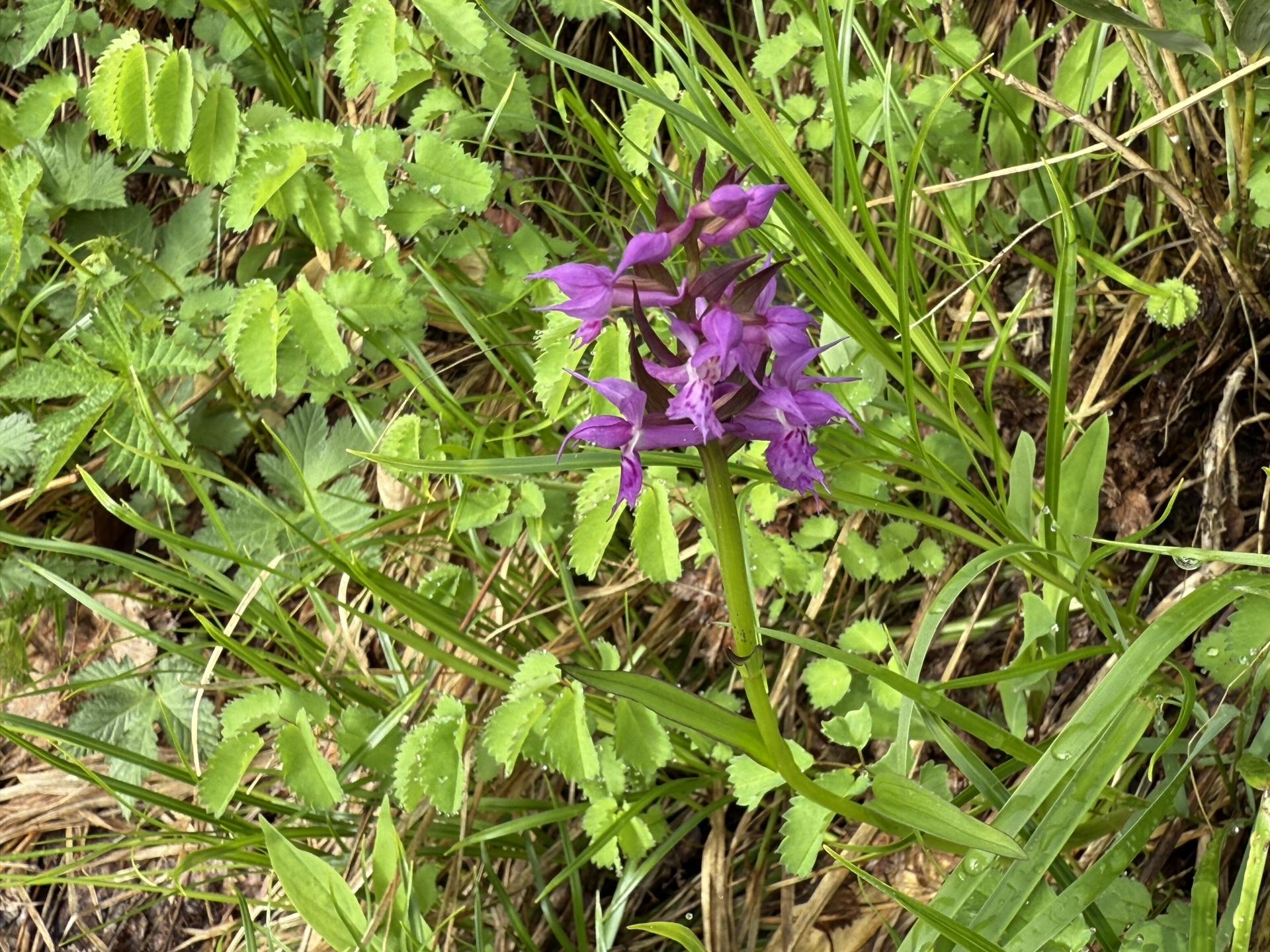 ハクサンチドリ(白馬連峰の高山植物)