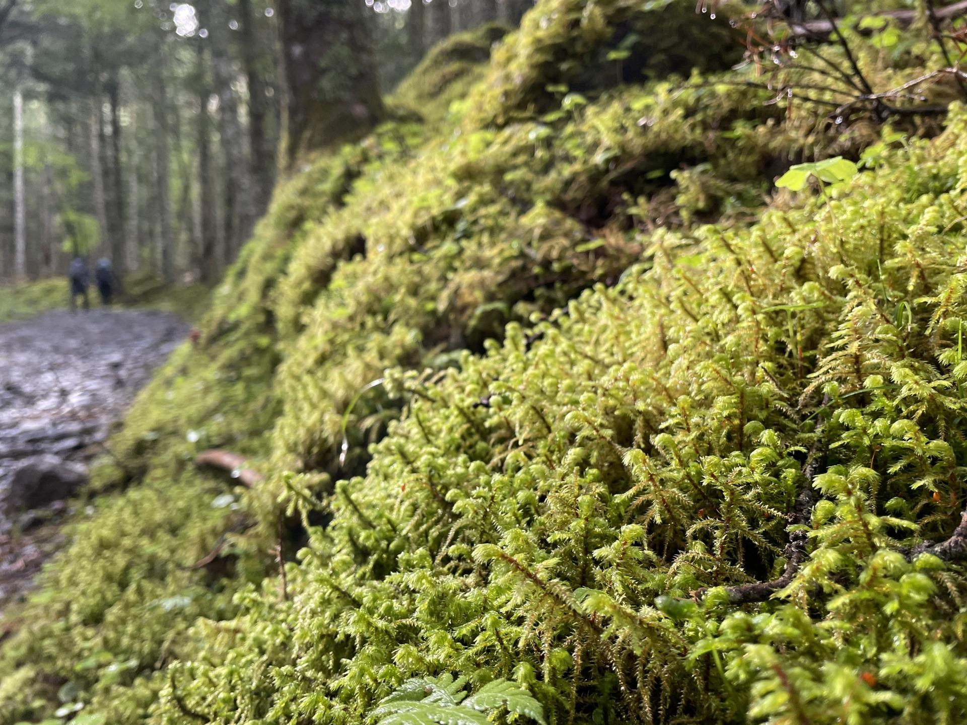 八ヶ岳 苔の森 北沢 原生林