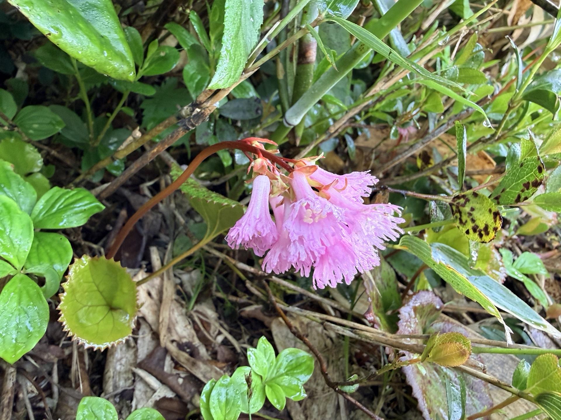 平標山の高山植物 イワカガミ