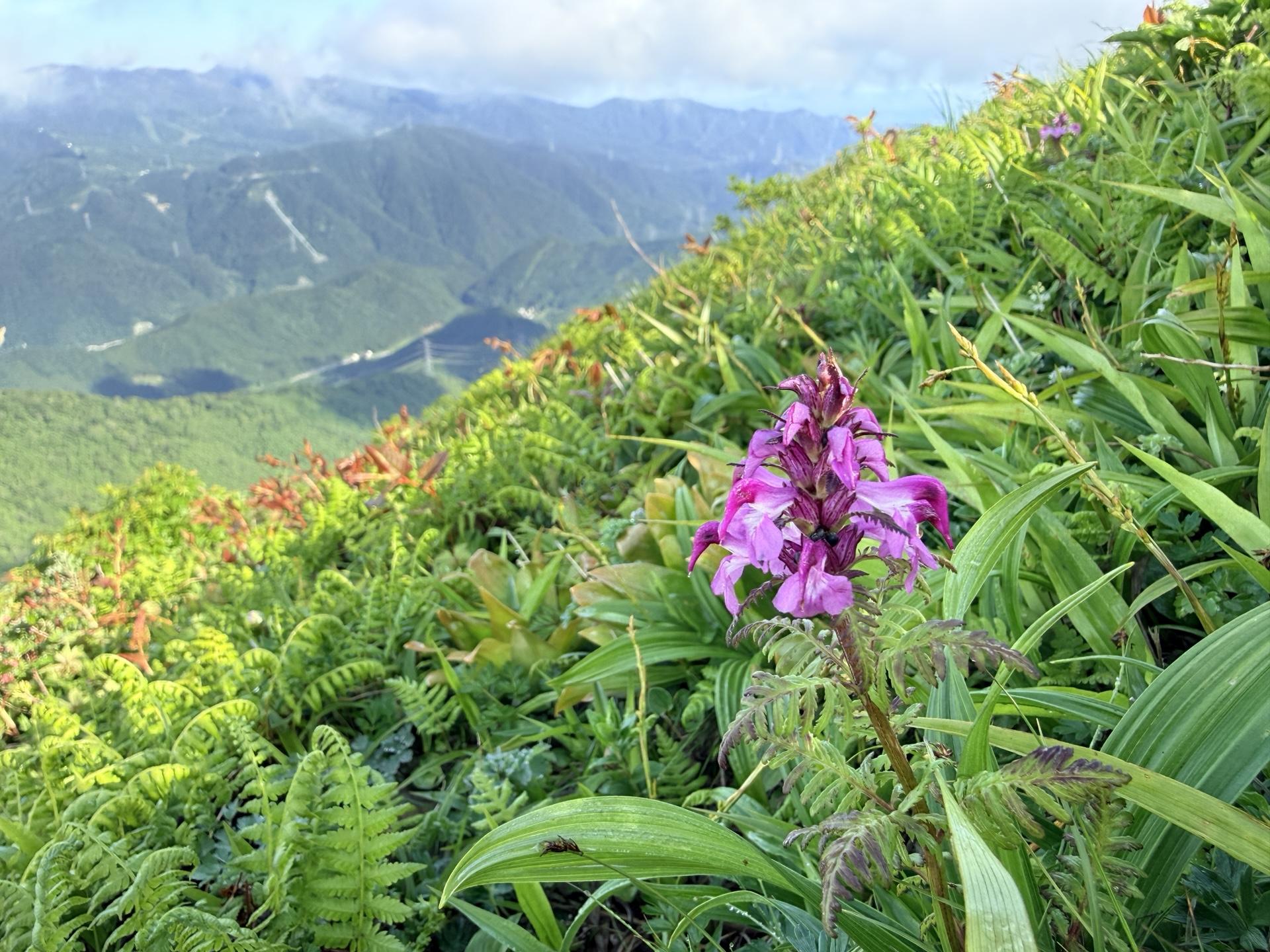 平標山の高山植物 ヨツバシオガマ