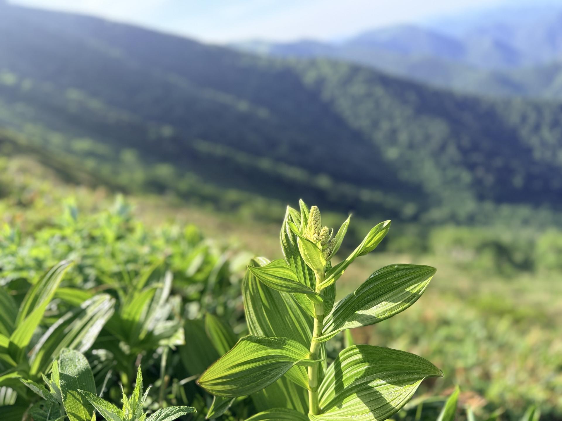 平標山の高山植物 コバイケイソウ