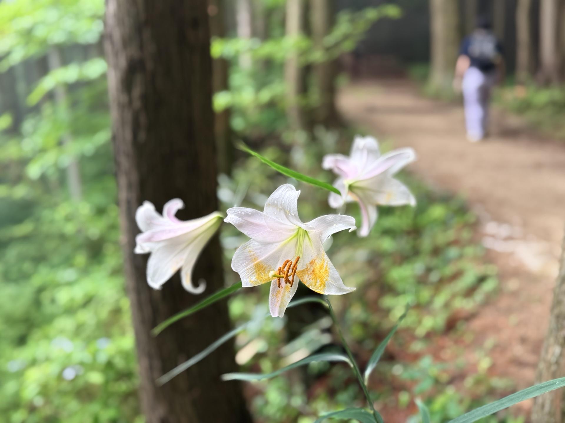 金剛山 ササユリ