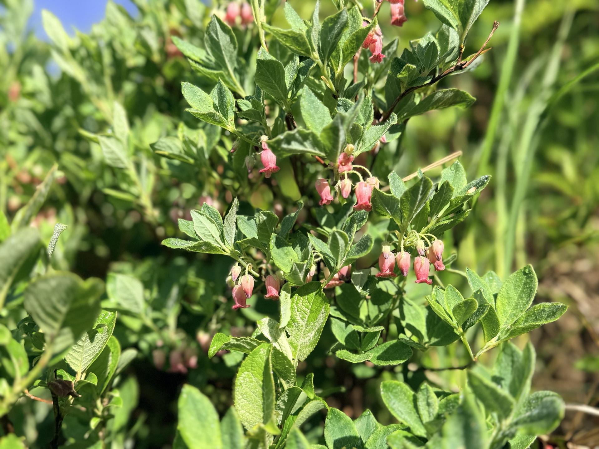 平標山の高山植物 ウラジロヨウラク