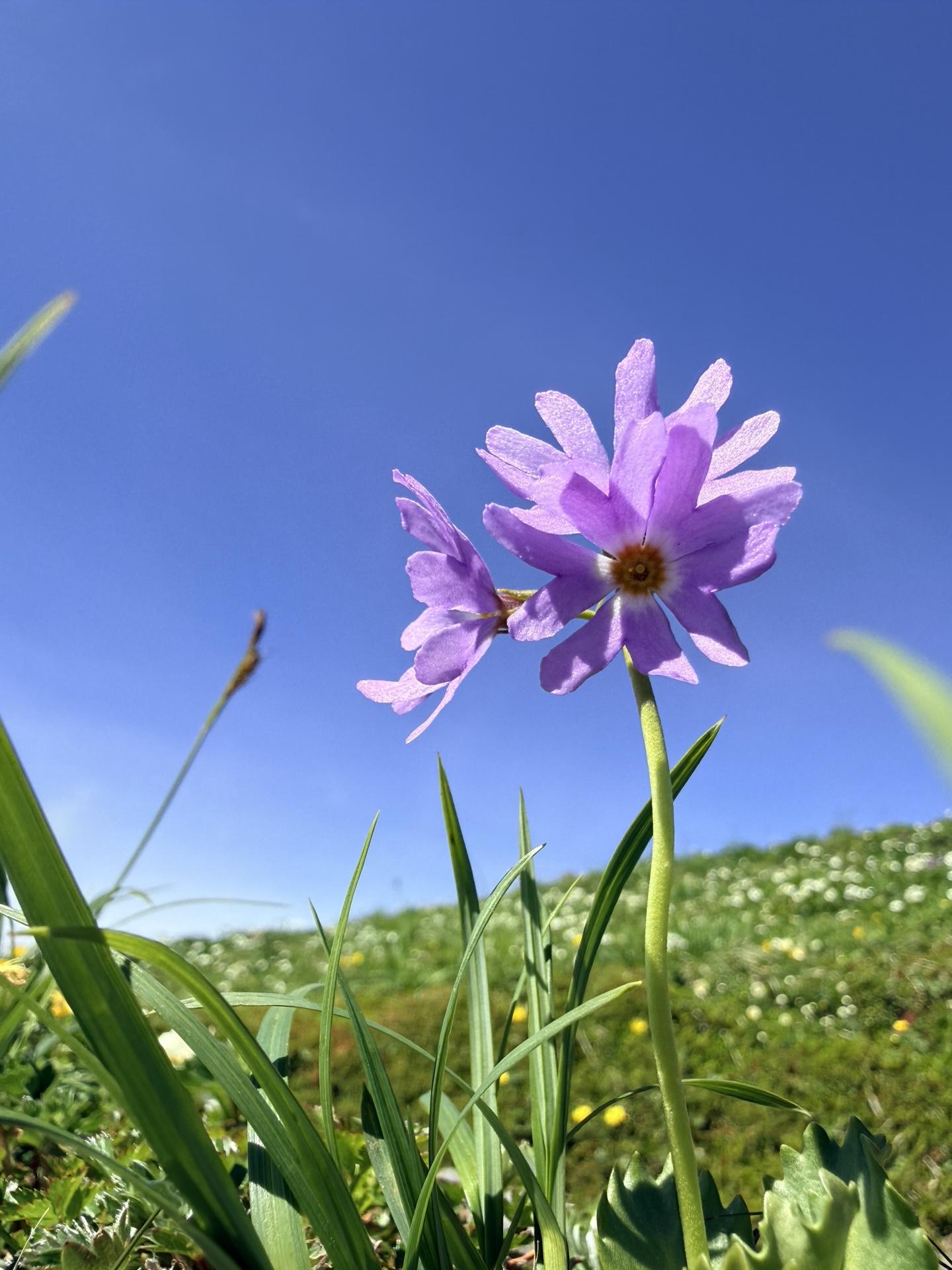 平標山 天空のお花畑 ハクサンコザクラ