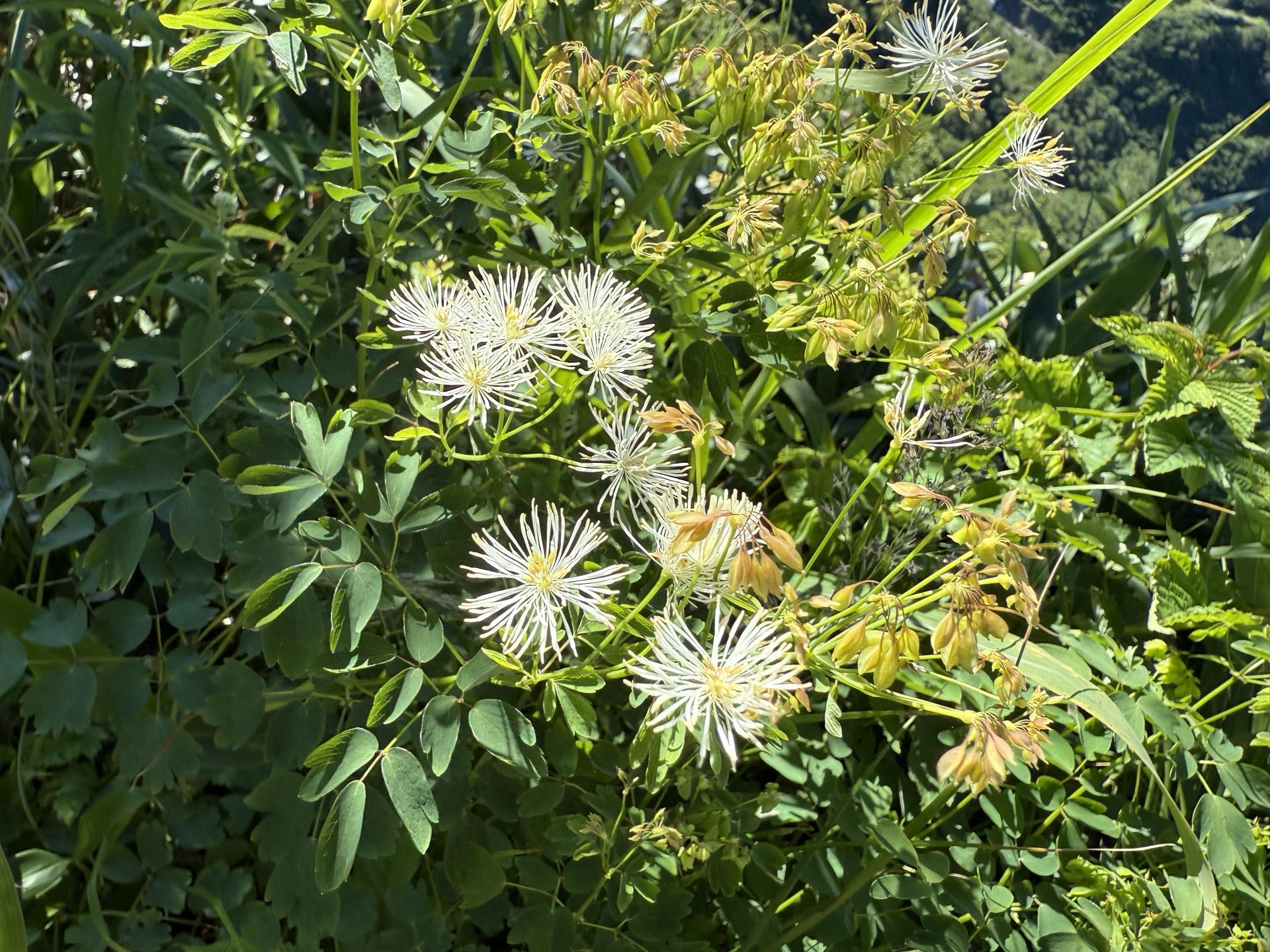 白山の高山植物 カラマツソウ