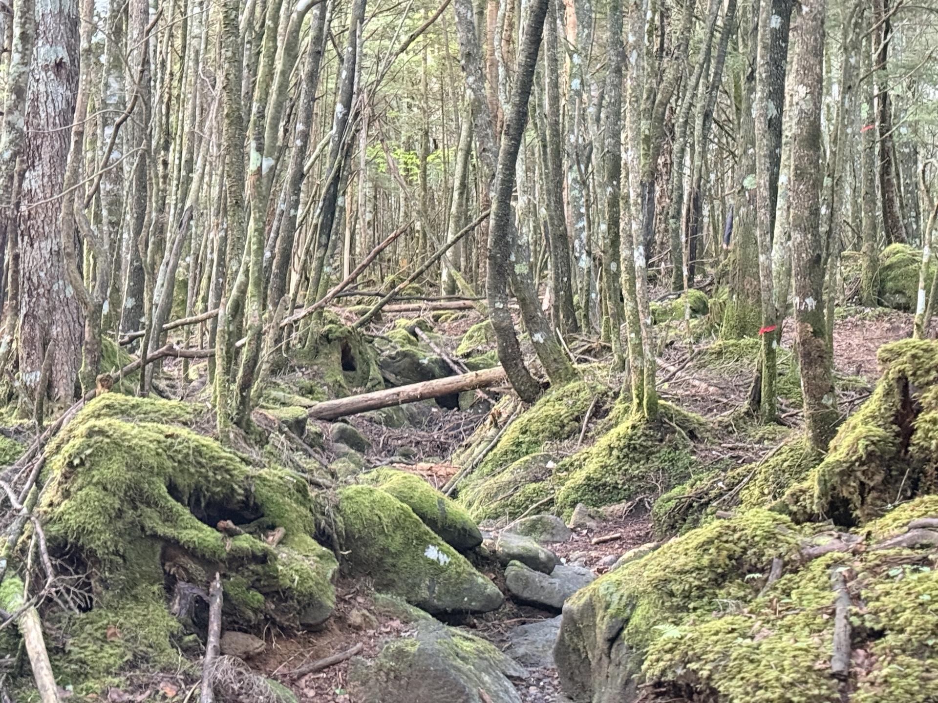赤岳 原生林と倒木