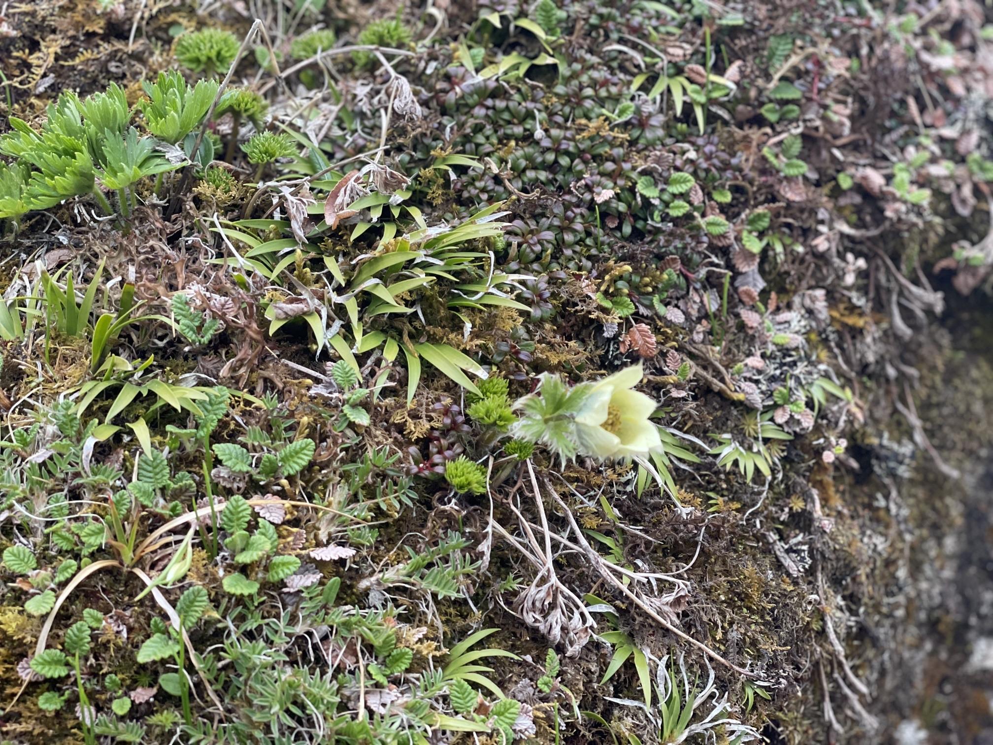 ツクモグサ 産毛 高山植物