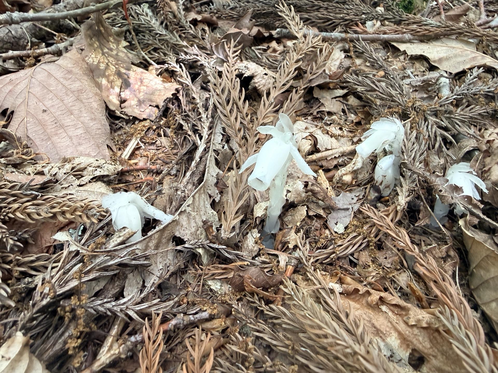 平標山 下山路でひっそり咲くギンリョウソウ。葉緑素を持たない「森の妖精」