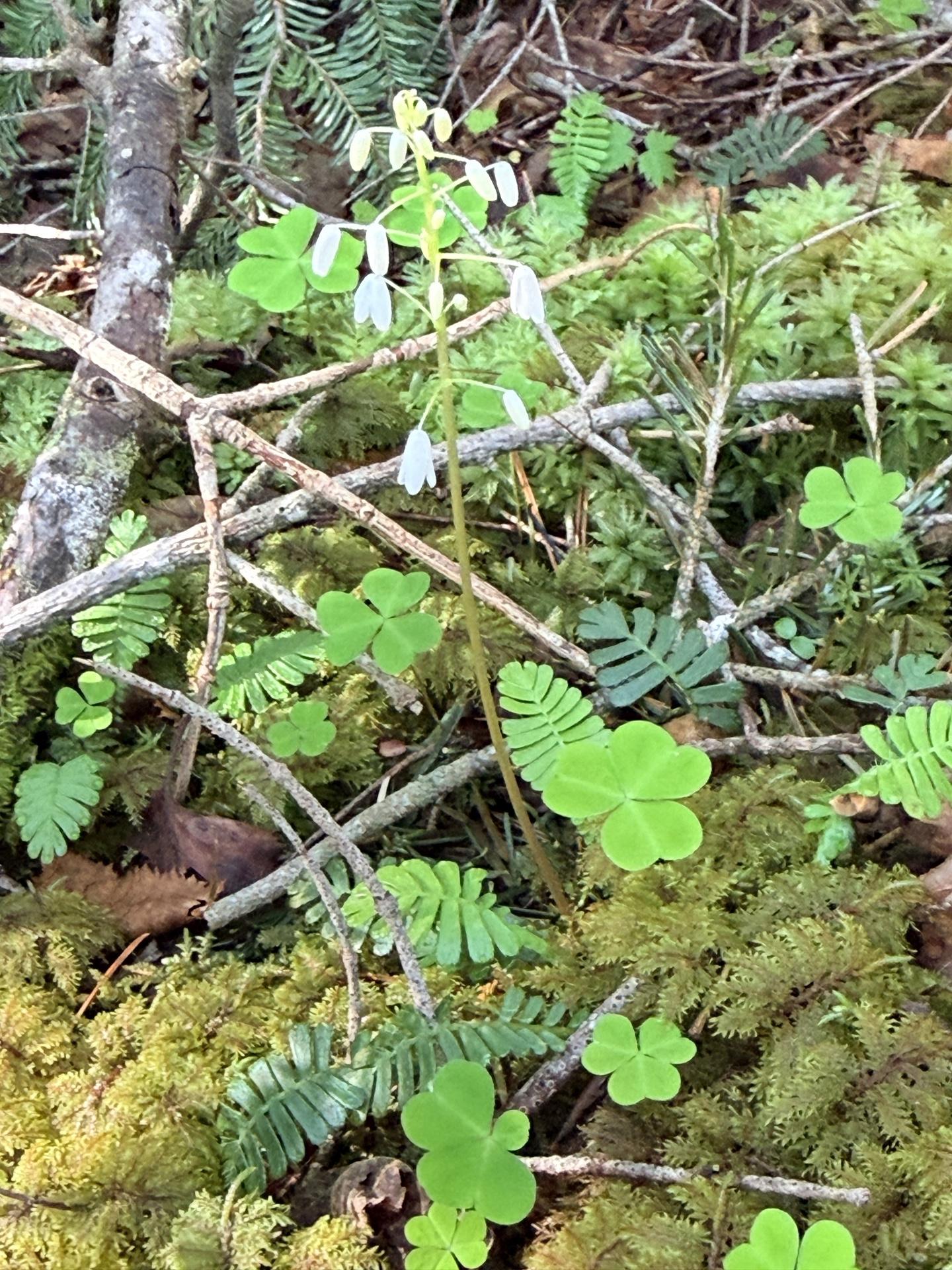 赤岳 高山植物