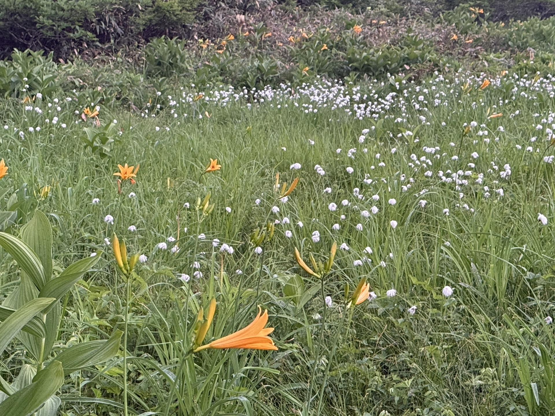 ニッコウキスゲ(白馬連峰の高山植物)