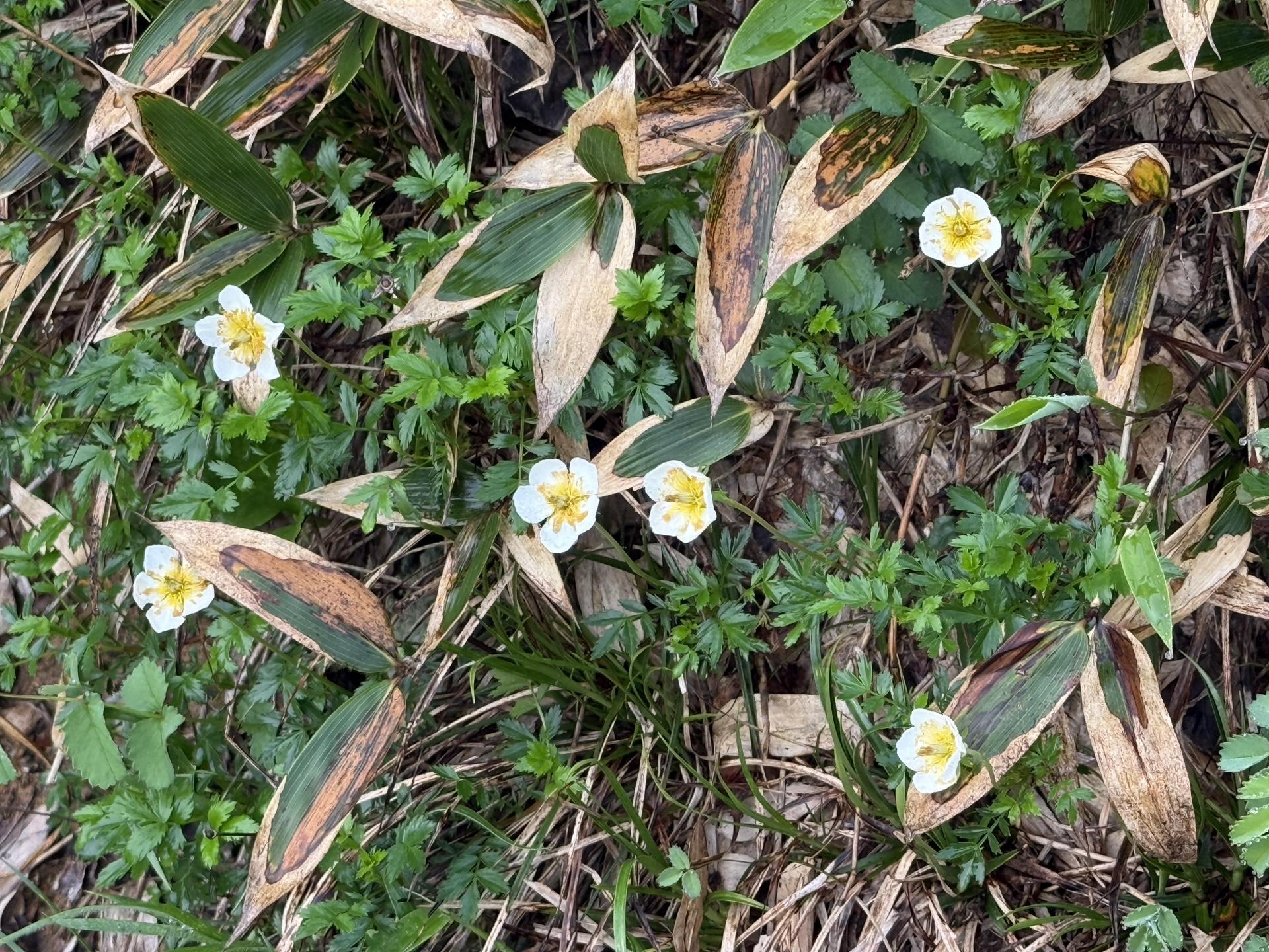 チングルマ(白馬連峰の高山植物)