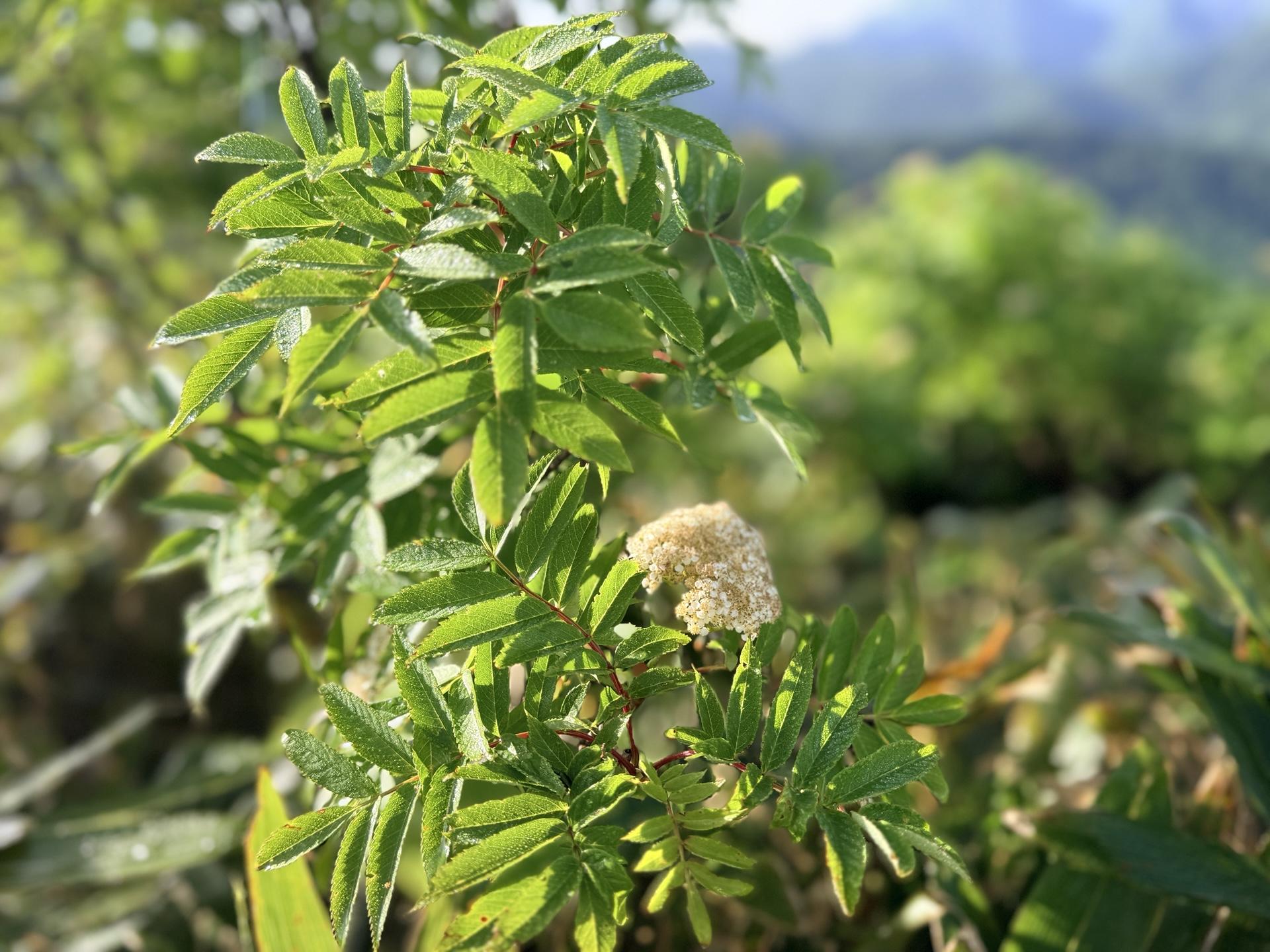 平標山の高山植物 ウラジロナナカマド