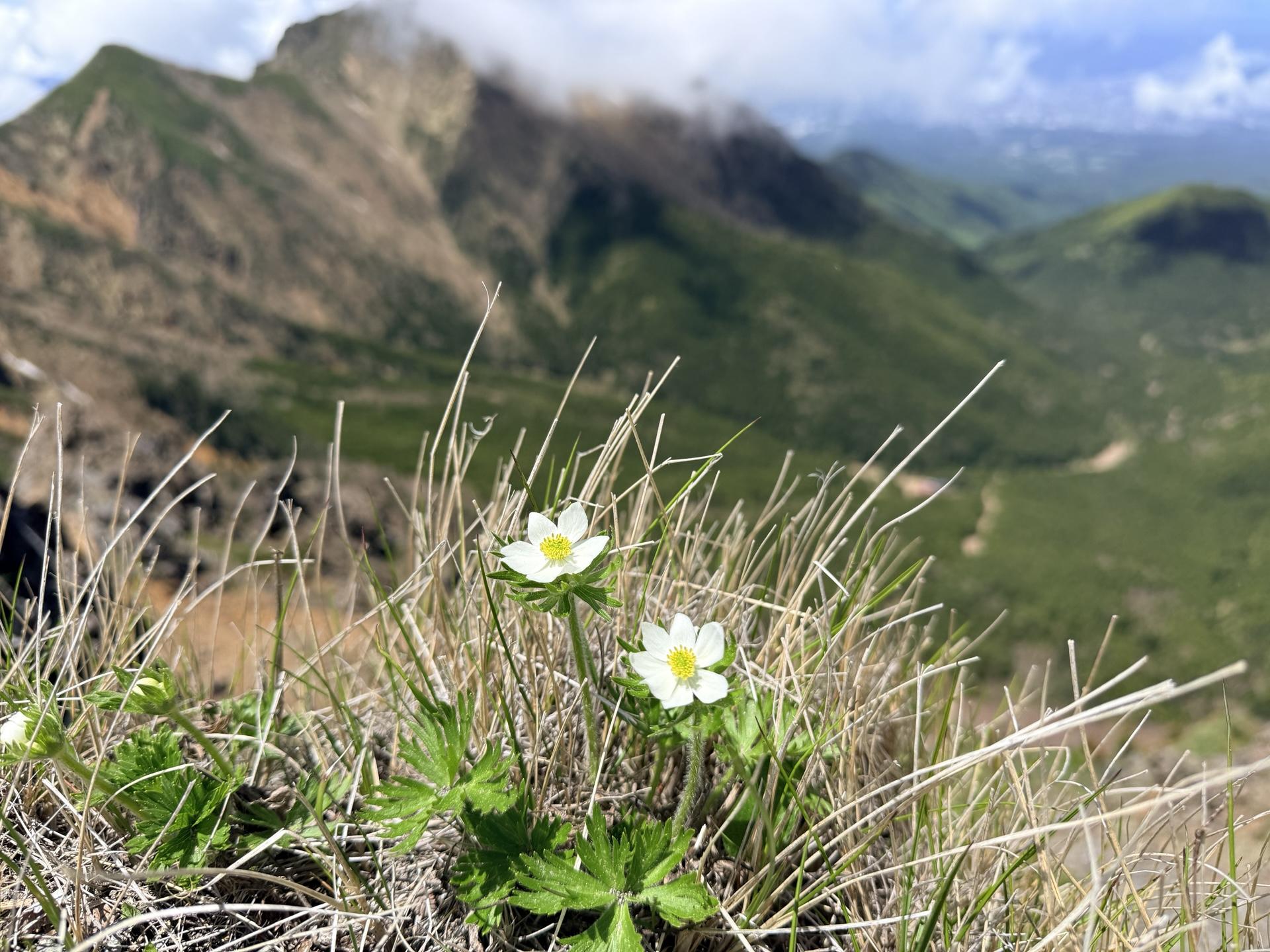 赤岳 高山植物