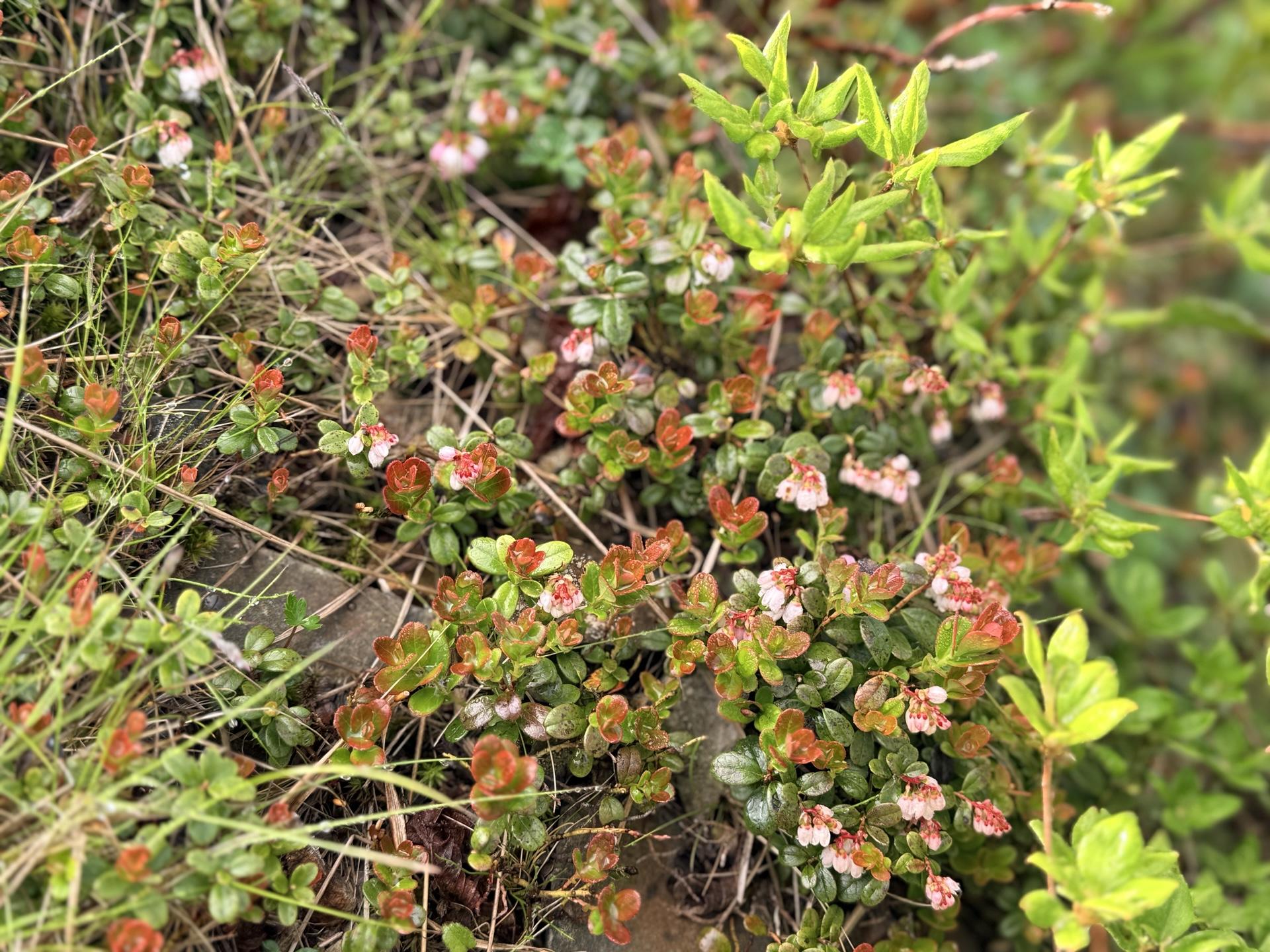 平標山の高山植物 コケモモ