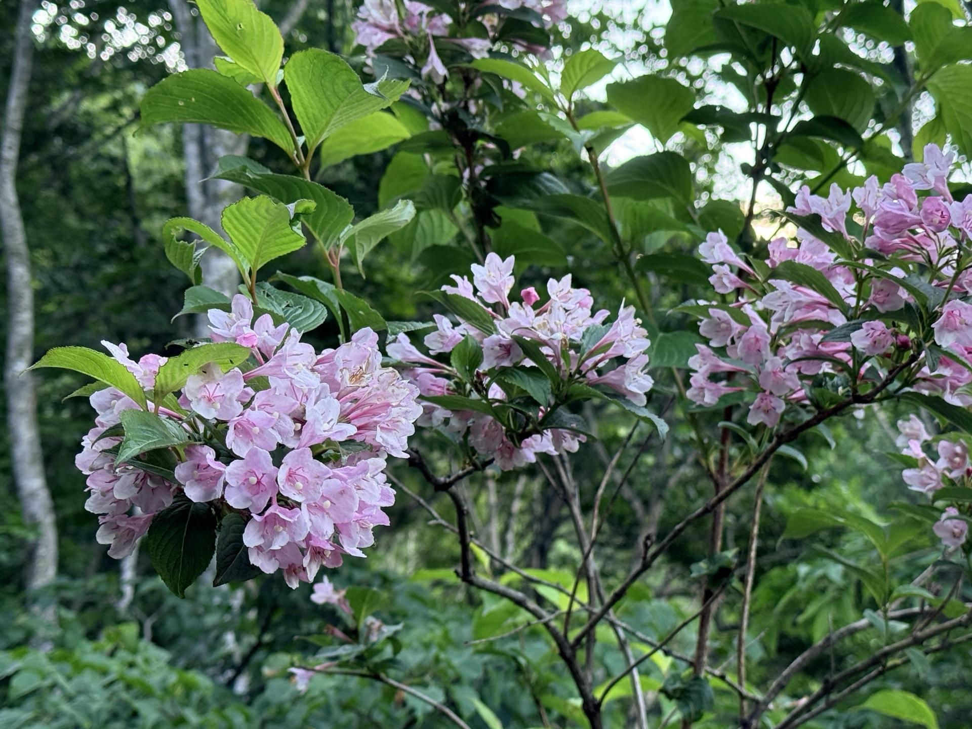 平標山の高山植物 タニウツギ