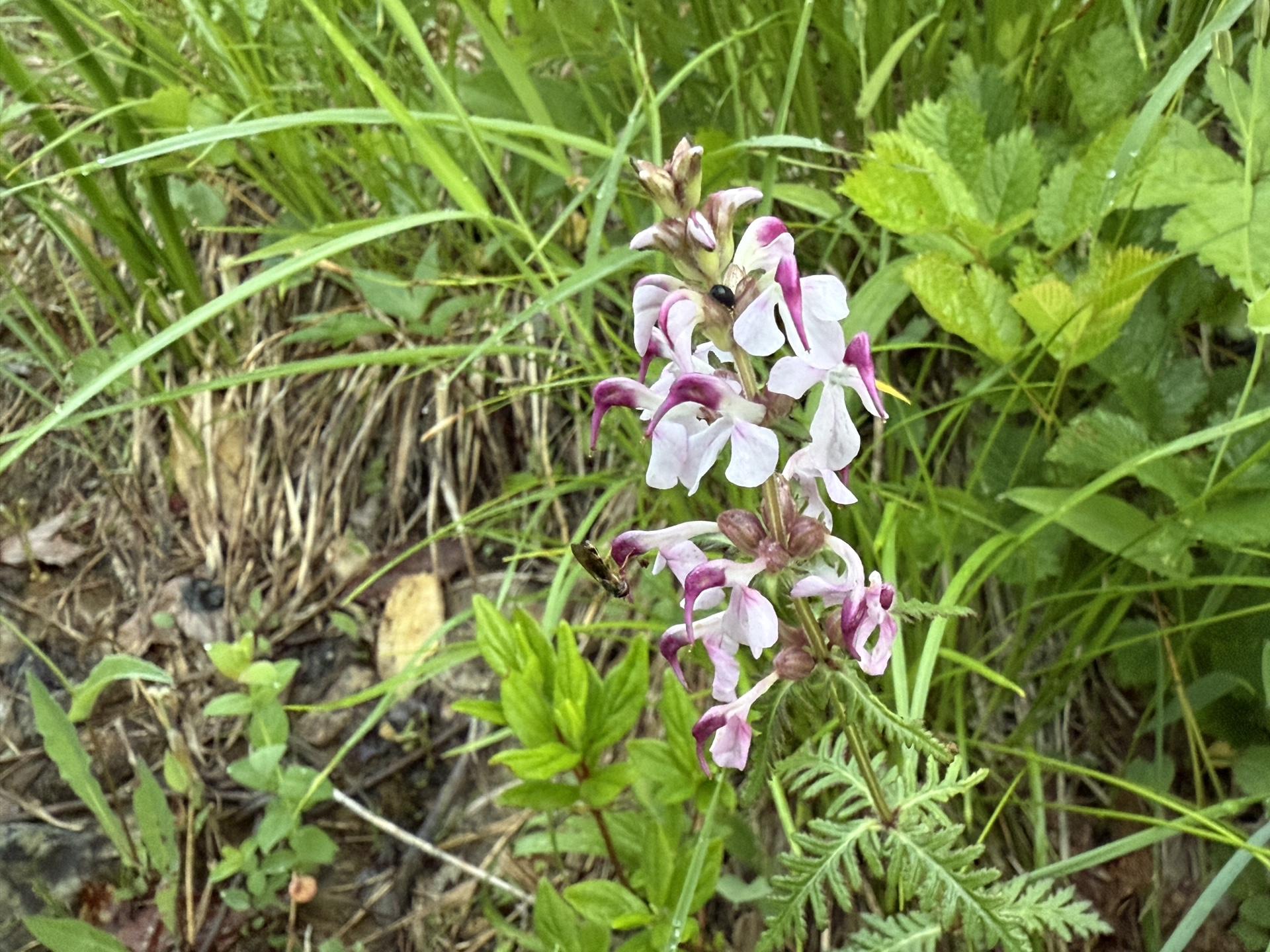 ヨツバシオガマ(白馬連峰の高山植物)