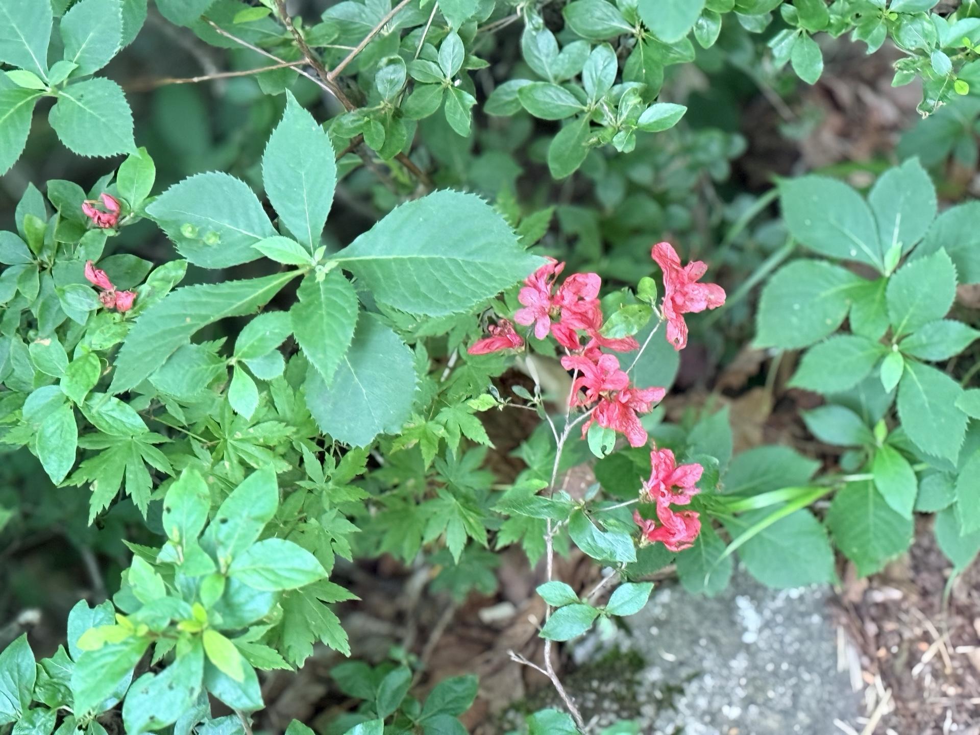 平標山の高山植物 ヤマツツジ