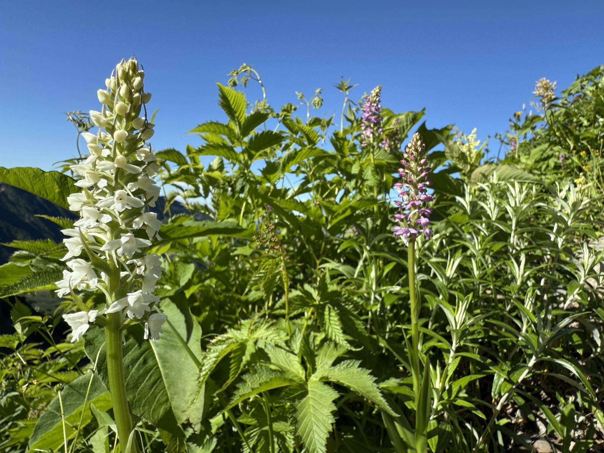 白山の高山植物 テガタチドリ