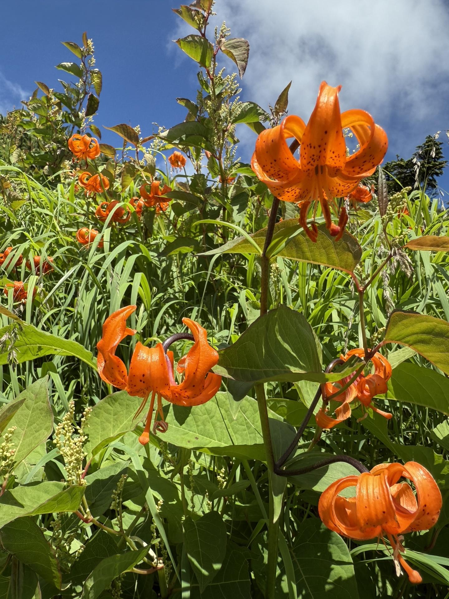 白山の高山植物 クルマユリの群生