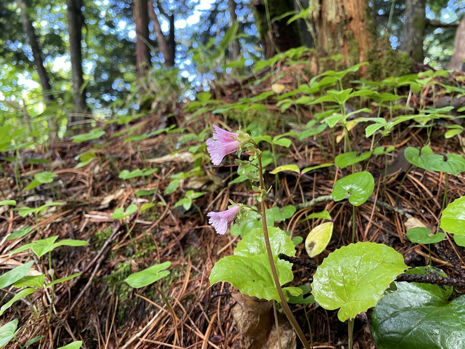 焼岳 イワカガミ 高山植物 6月