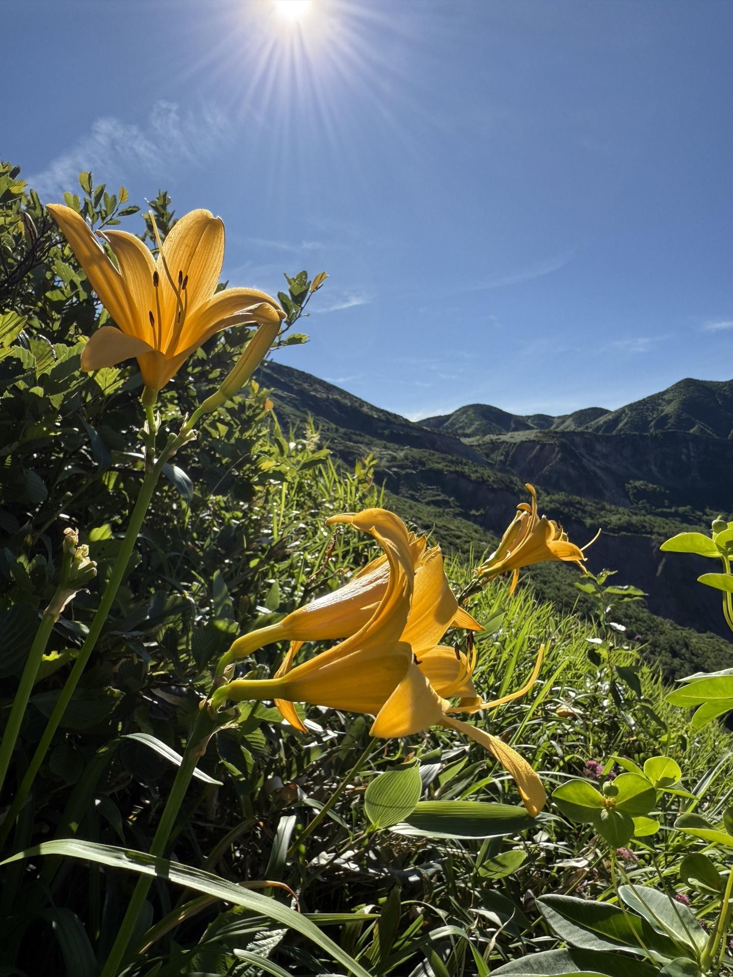 白山の高山植物 ニッコウキスゲ