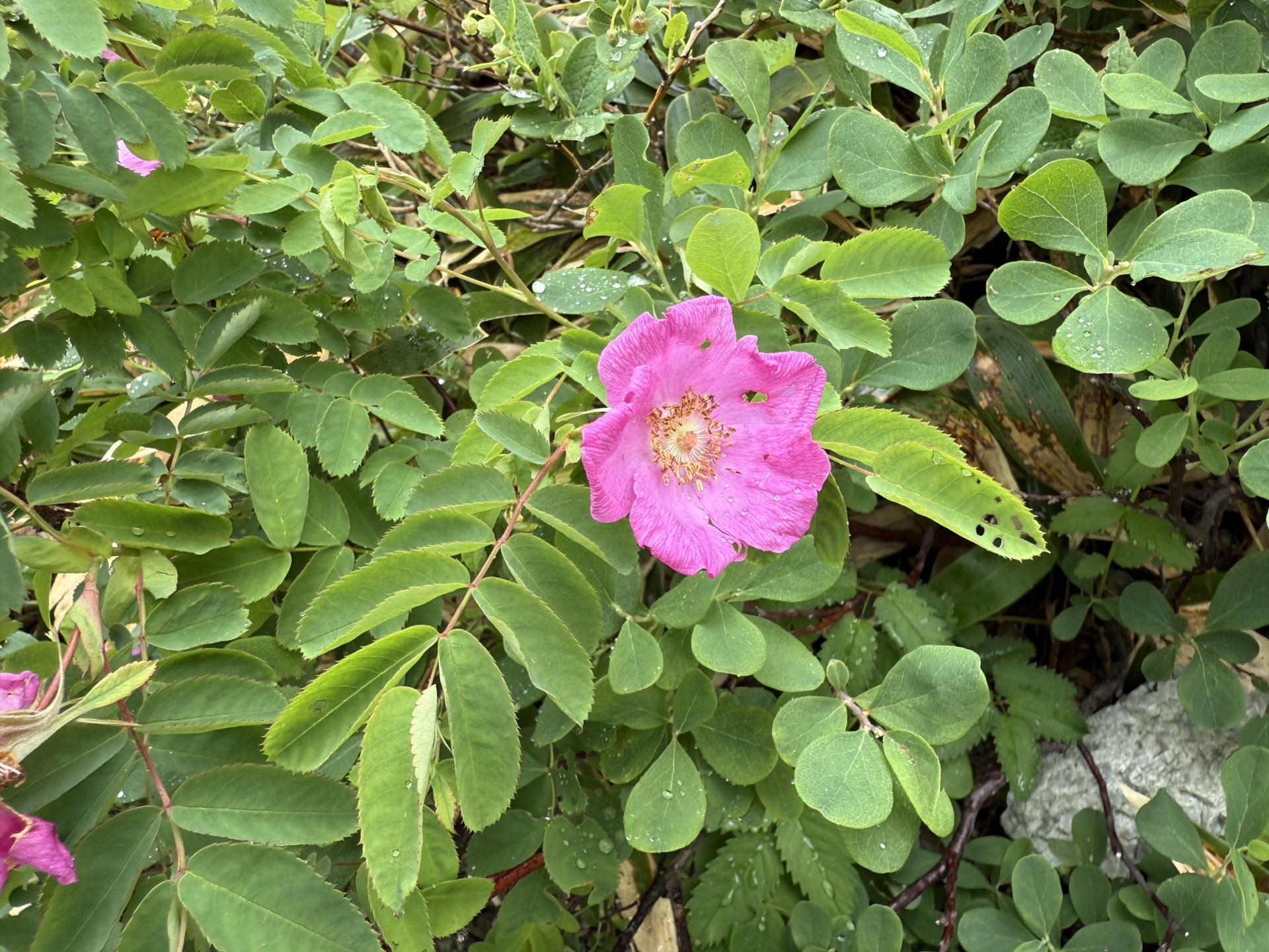 タカネバラ(白馬連峰の高山植物)
