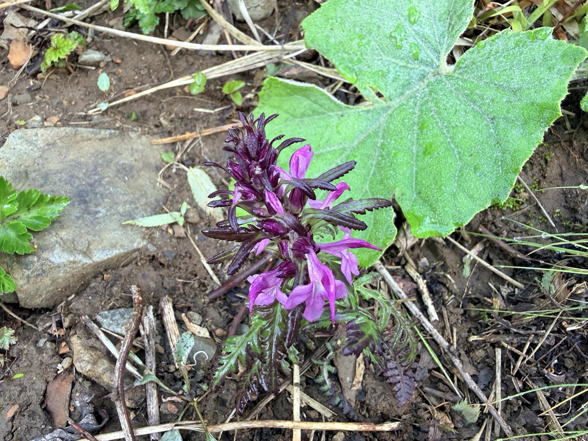 平標山の高山植物 ヨツバシオガマ