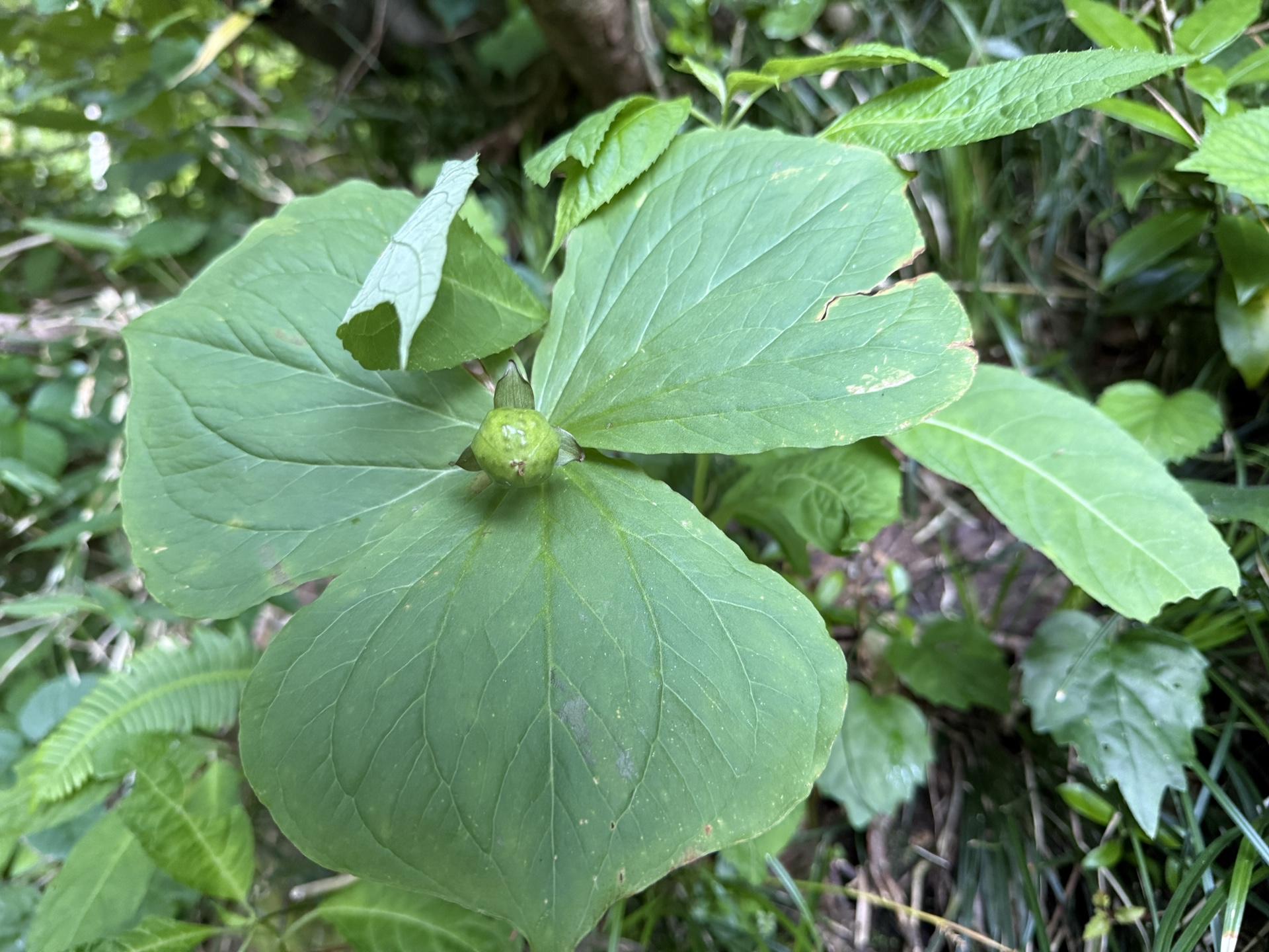 白山の高山植物 エンレイソウ