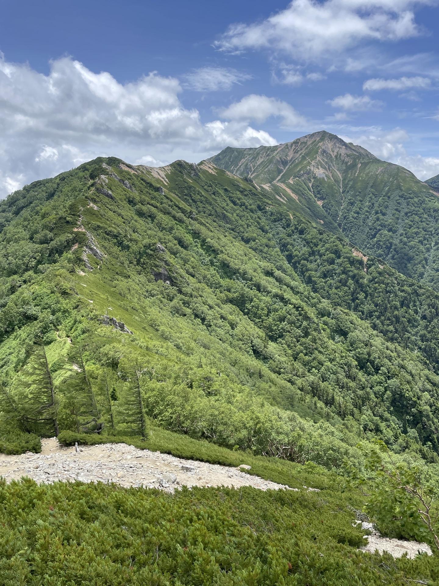 表銀座 喜作新道 高山植物 大下りの頭。名前のとおり、ぐっと下ってまた登り返します。