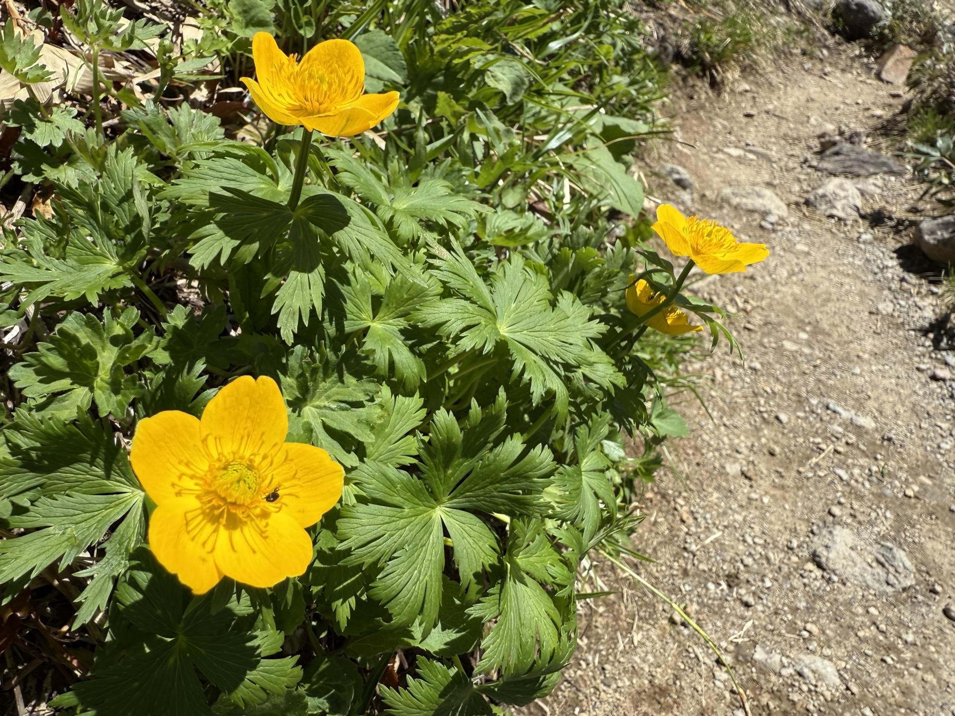 白山の高山植物 シナノキンバイ