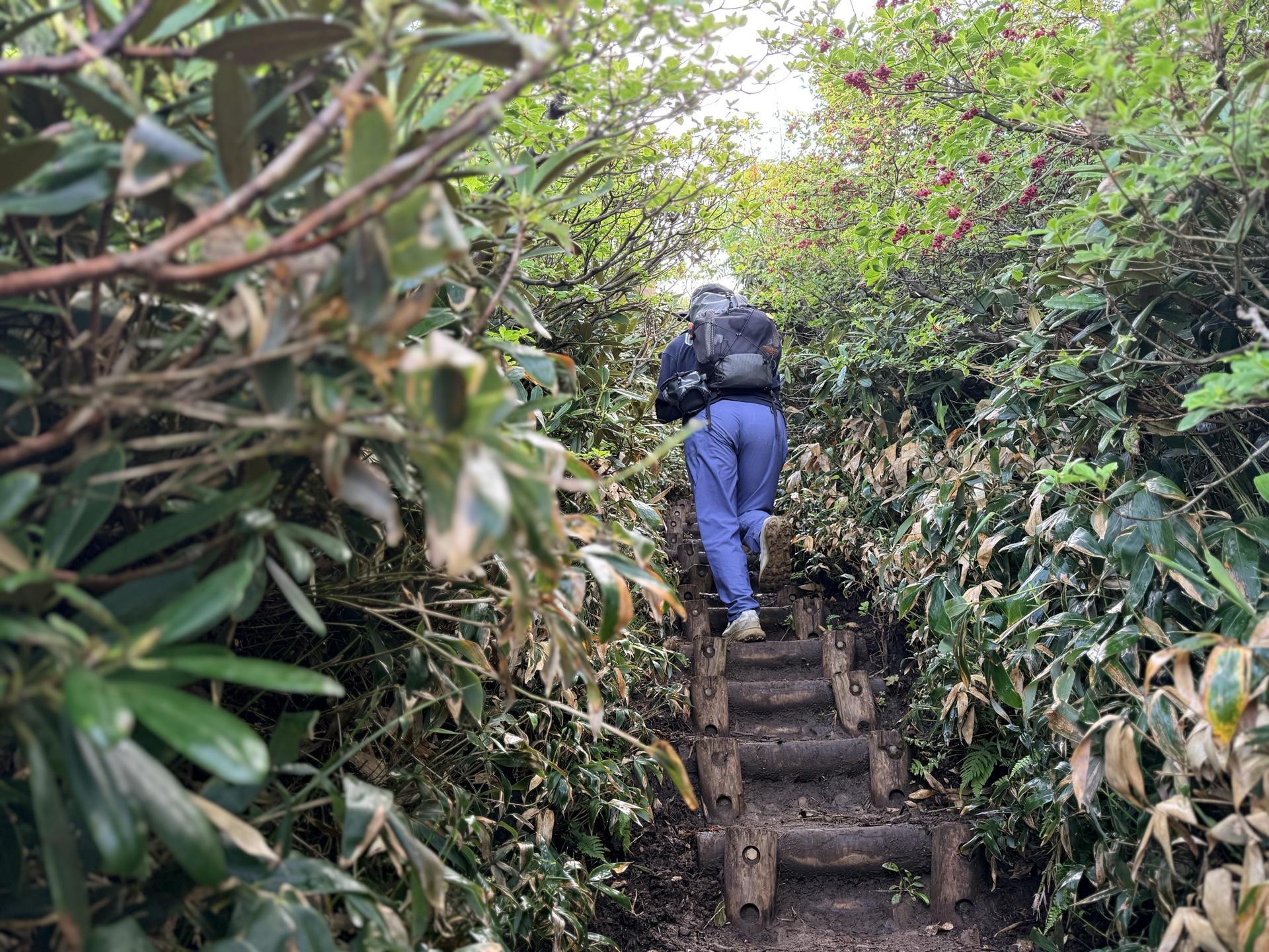 平標山 木道の両脇が迫る、まるで物語のワンシーン