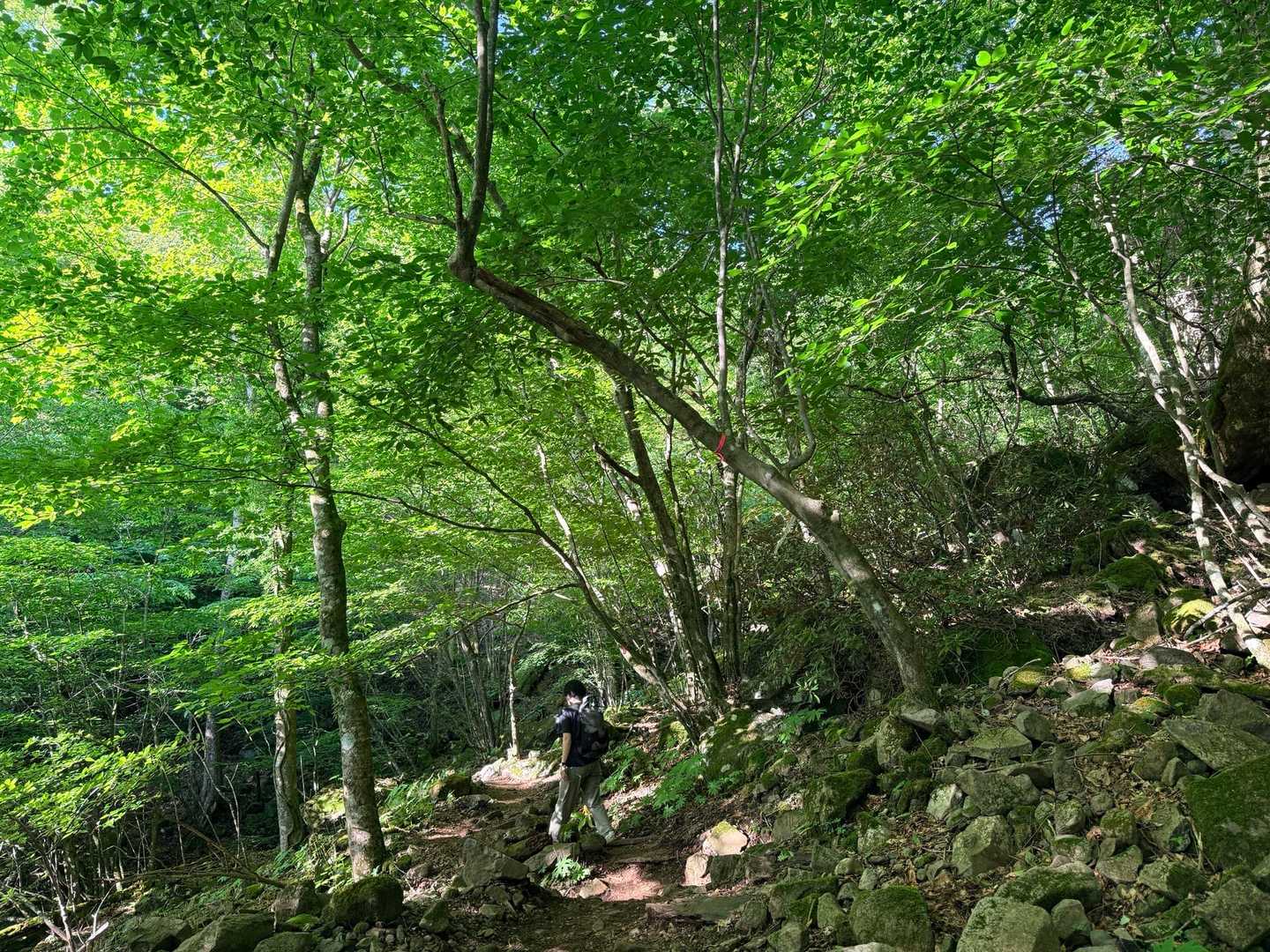 平治岳 大戸越 急登 新緑の森 登山道