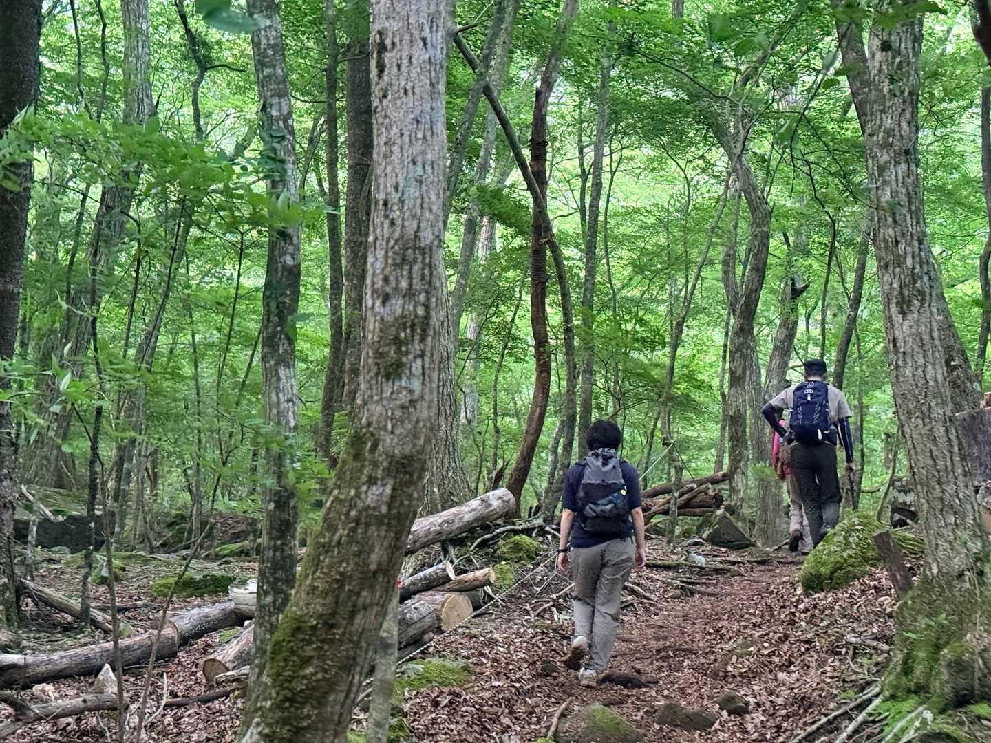 男池 平治岳 登山道 ふかふかの落ち葉のトレイル
