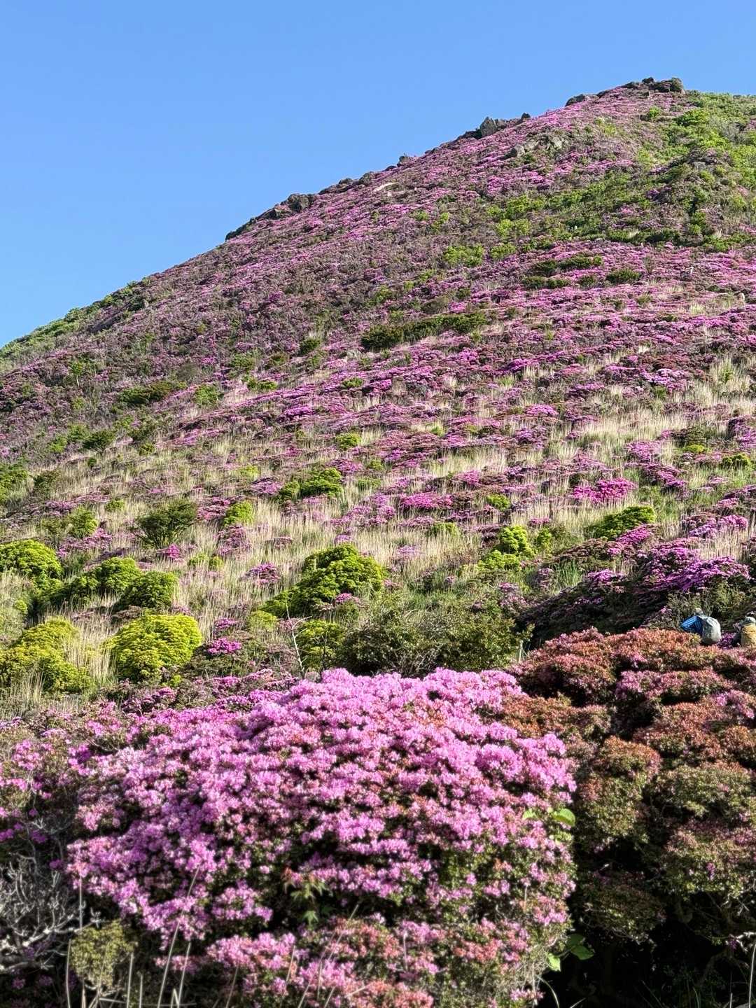 大戸越 平治岳 ミヤマキリシマ 朝ごはん 登山者の休憩