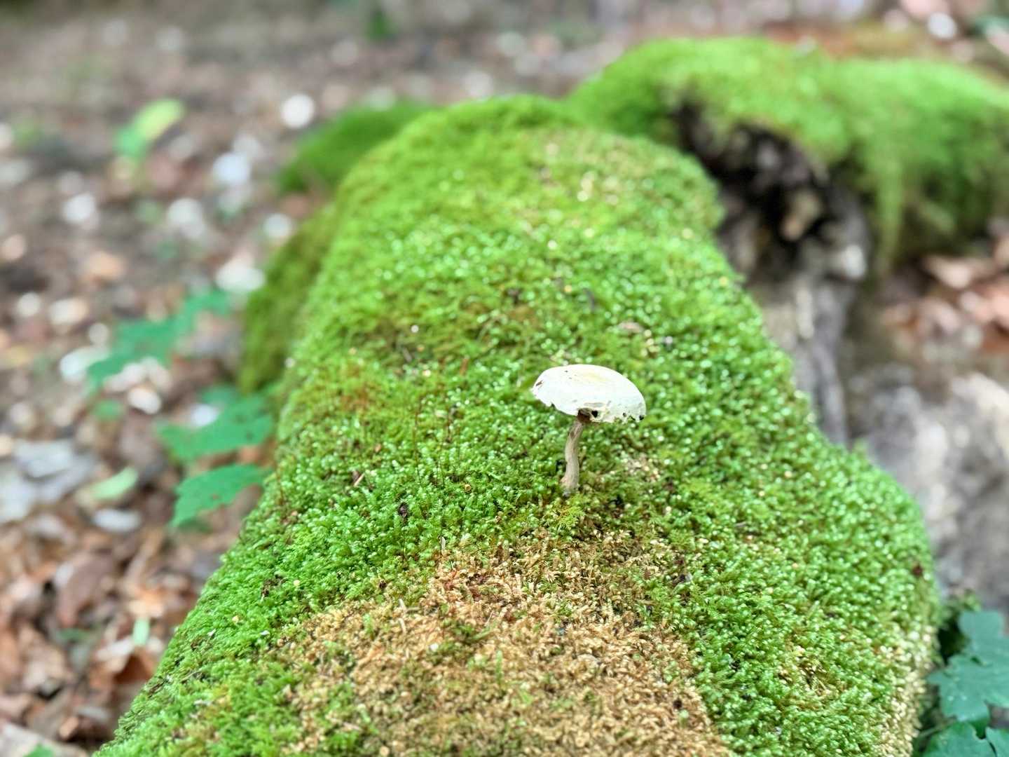 男池 黒岳 苔むした登山道 原生林