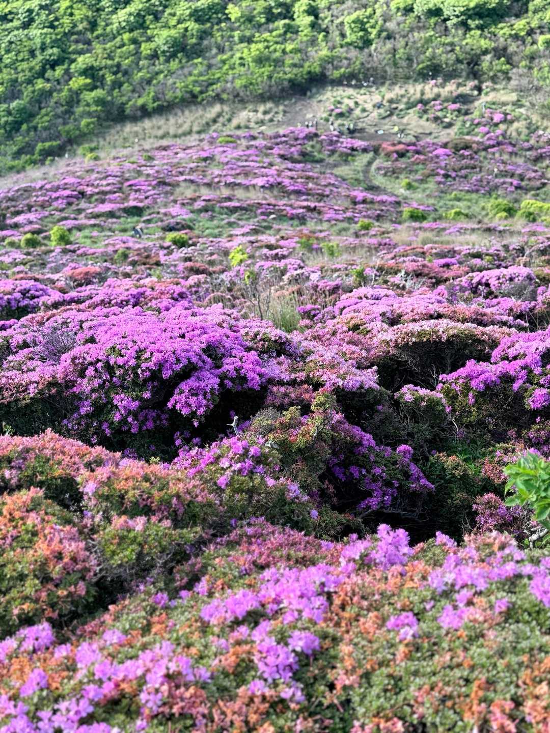 平治岳 大戸越方面 ミヤマキリシマ 見下ろす絶景