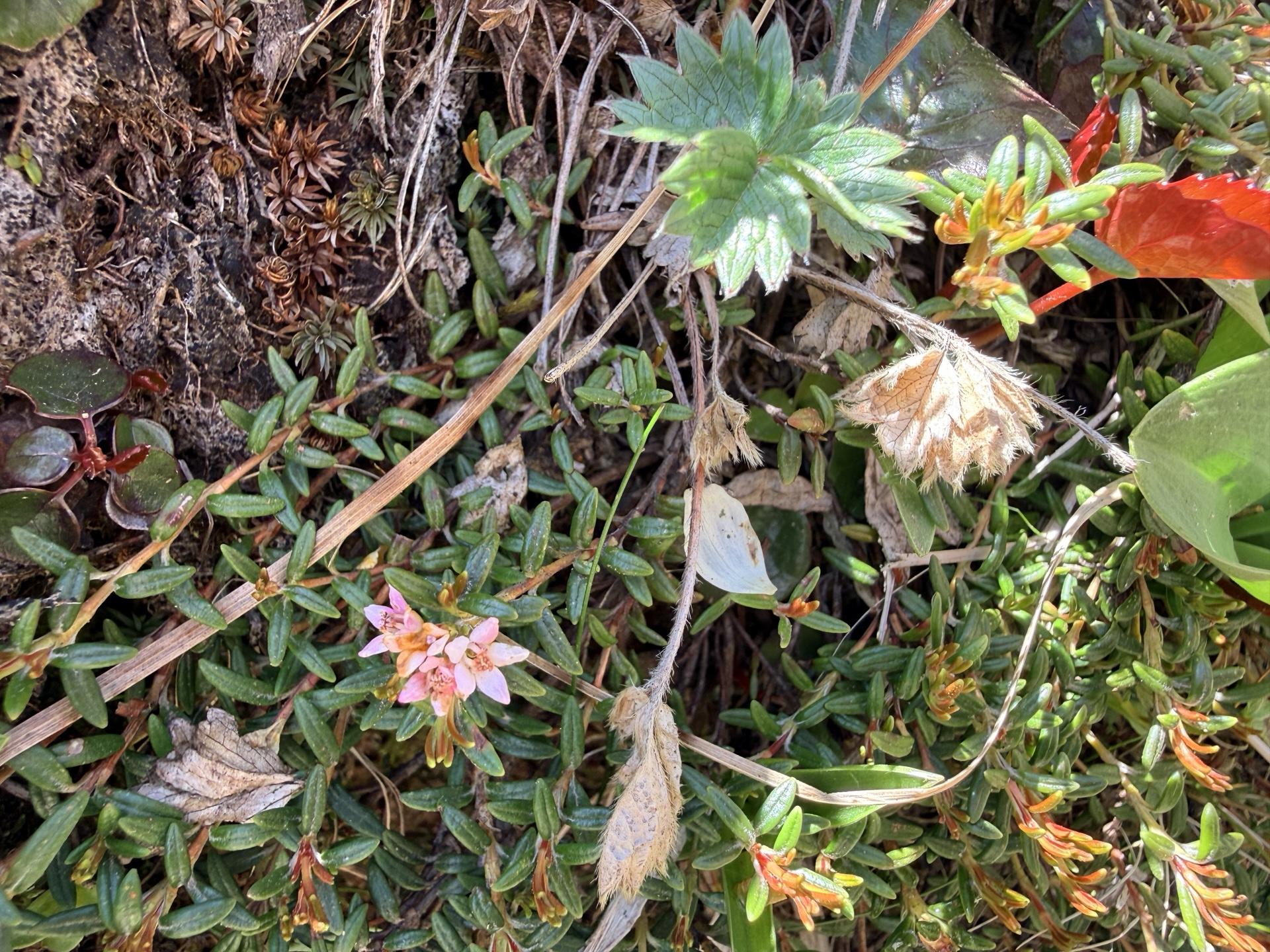 平標山 ミネズオウ 砂礫地に咲く淡紅色の小花