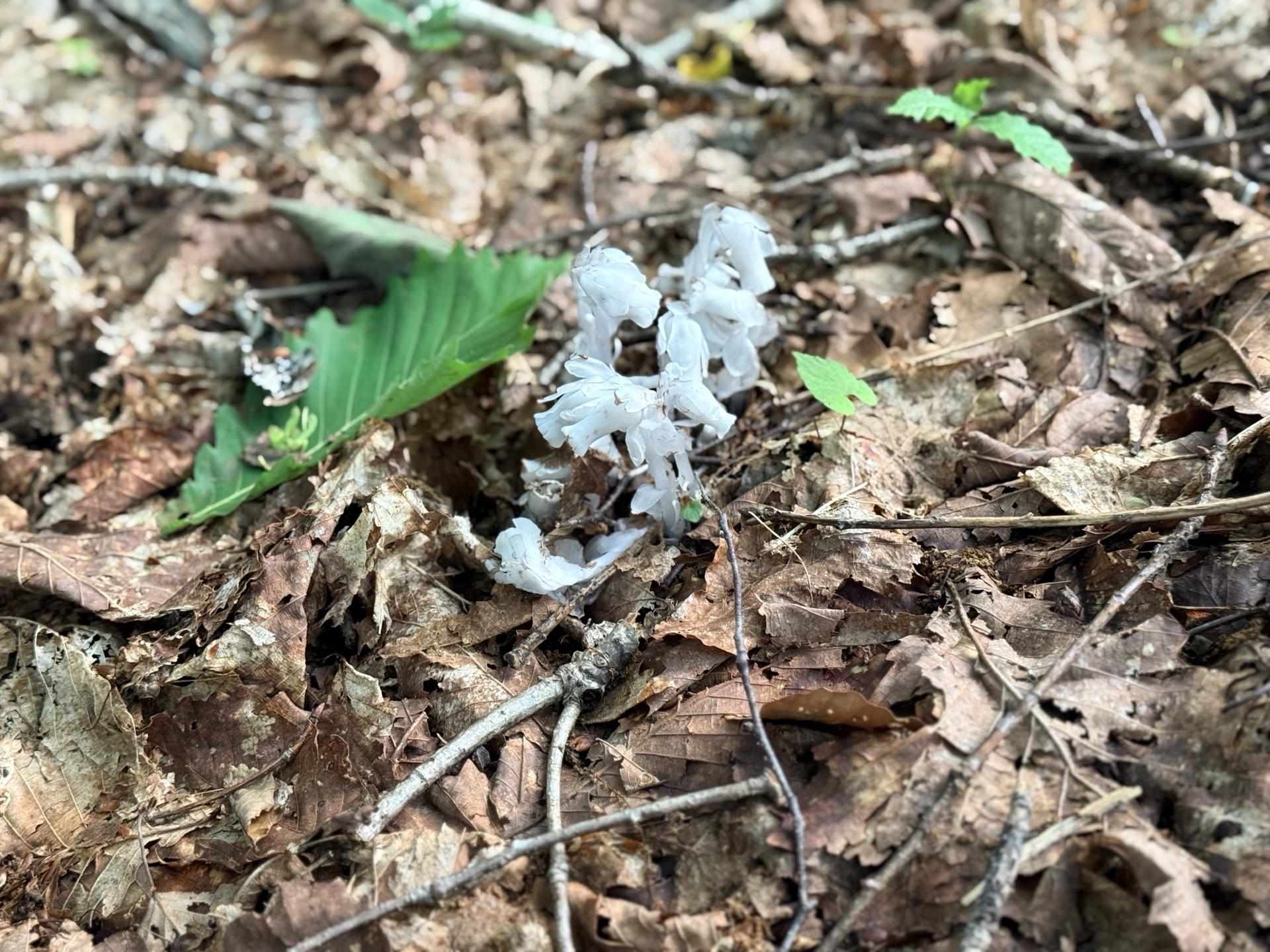火打山 足元にギンリョウソウ。葉緑素を持たず、菌類から栄養をもらって生きる不思議な植物です。