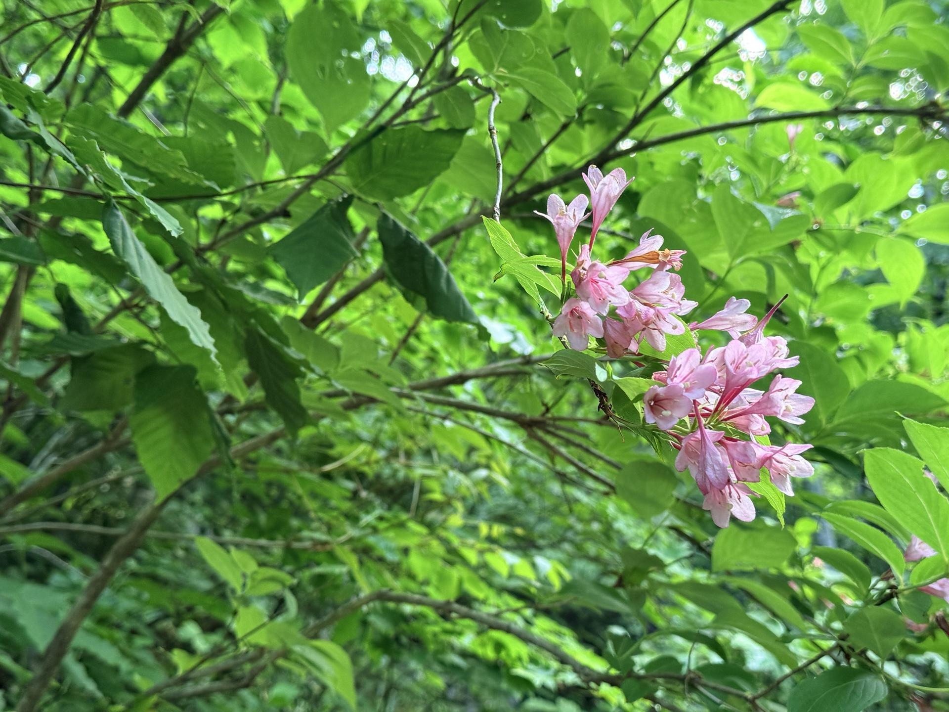 火打山 タニウツギ。鮮やかなピンクが新緑に映えます。