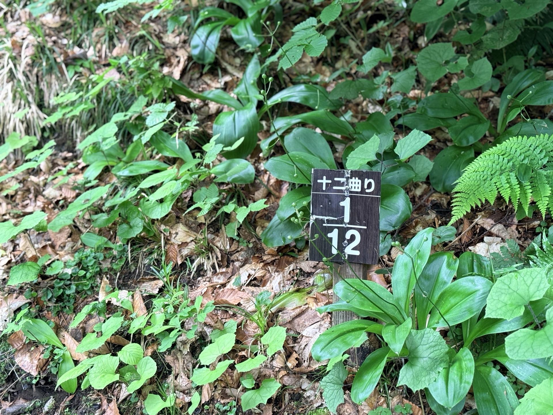 火打山 ここから十二曲り。九十九折りで12回曲がりながら高度を上げます。焦らずマイペースで。