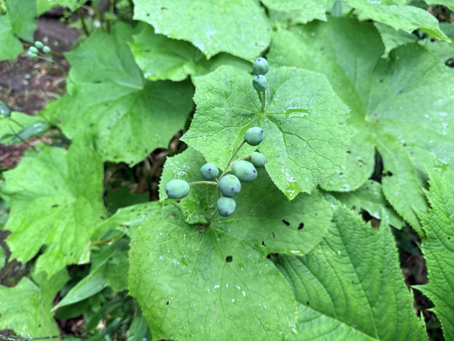 火打山 サンカヨウ。こちらは花が終わって、青い実になっていました。