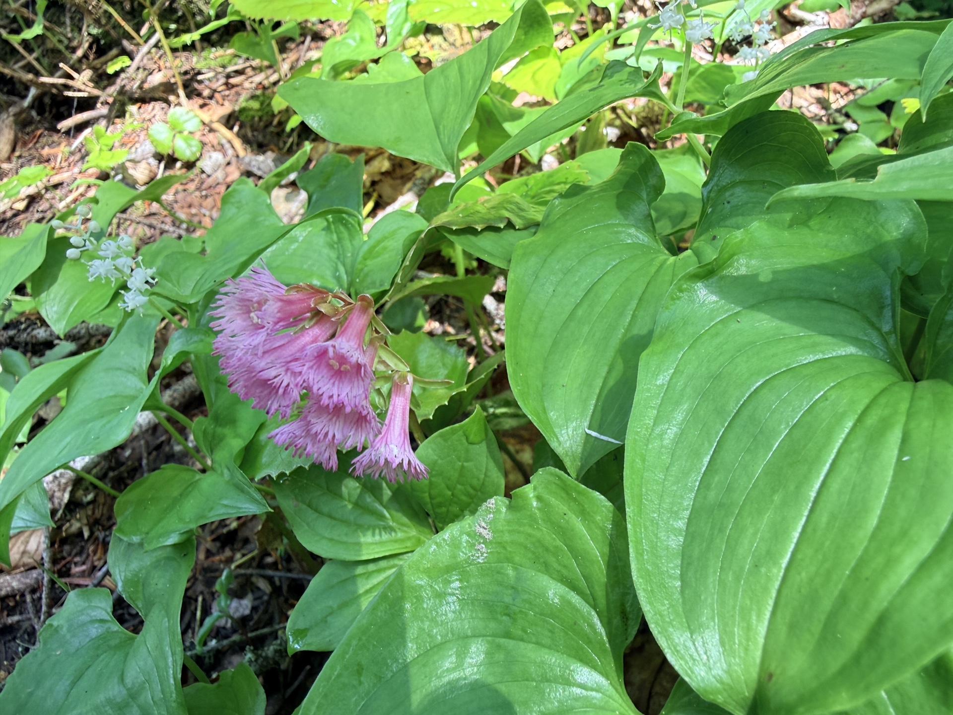 火打山 イワカガミ。光沢のある葉と、繊細なピンクの花が登山道を彩ります。