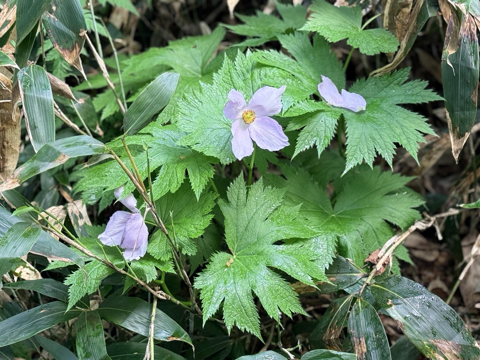 火打山 シラネアオイ。なかなかお目にかかれない、淡い紫が美しい貴重なお花。