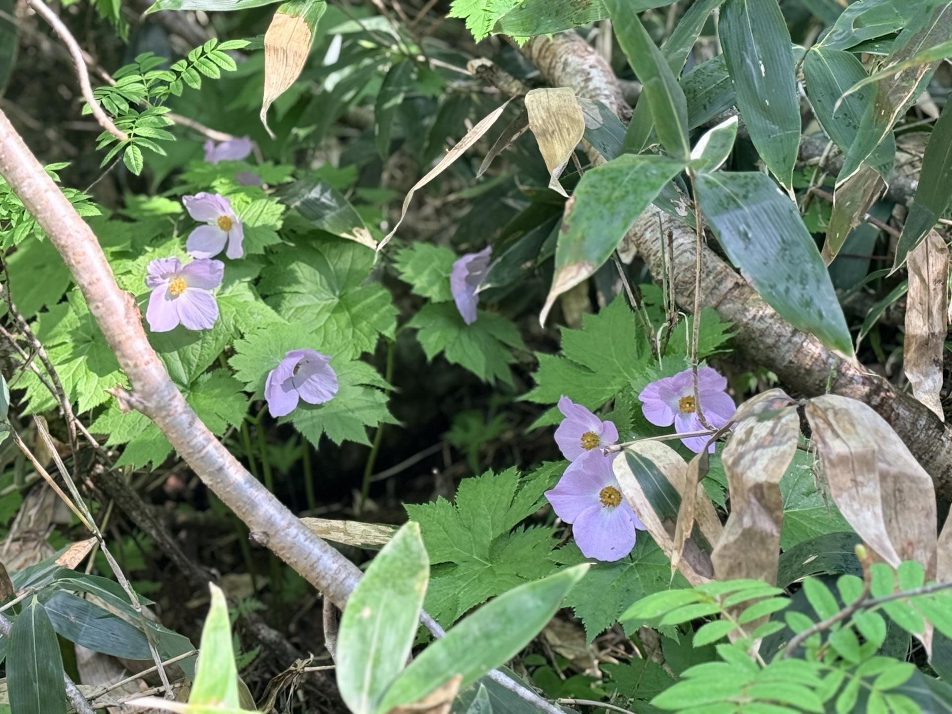 火打山 シラネアオイの群生地。これだけまとまって咲くのは、本当に見事です。