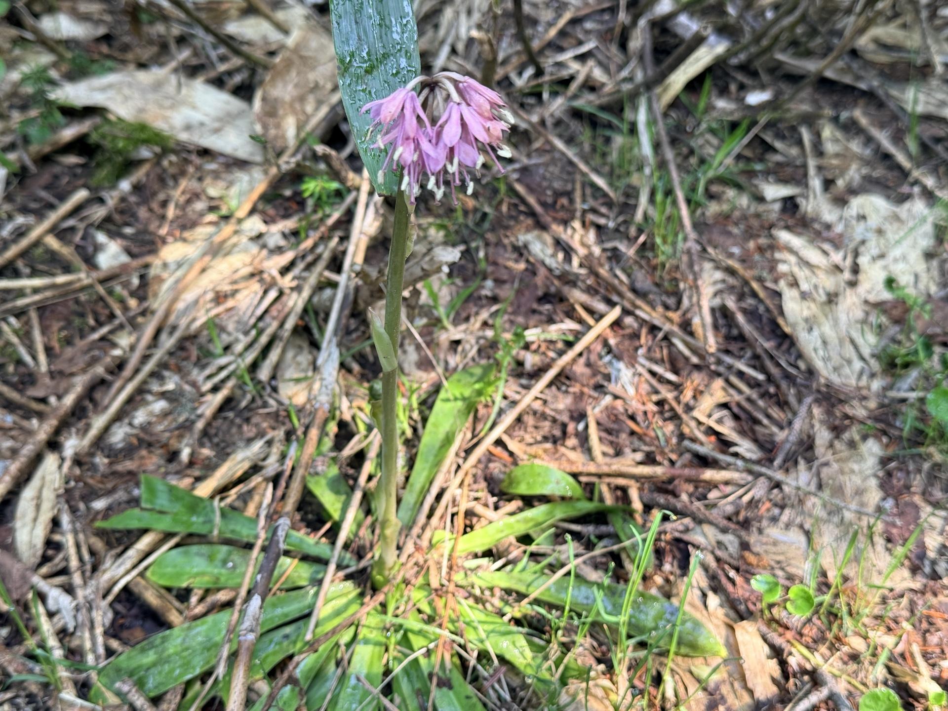 火打山 ショウジョウバカマ。雪解けとともに咲く、高山植物のトップバッターです。