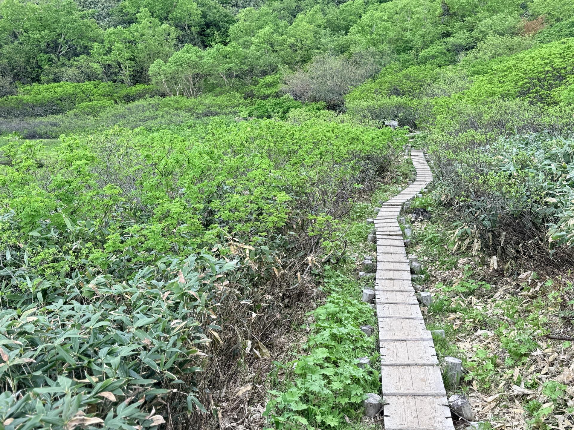 火打山 高谷池を半周するように、木道が整備されています。