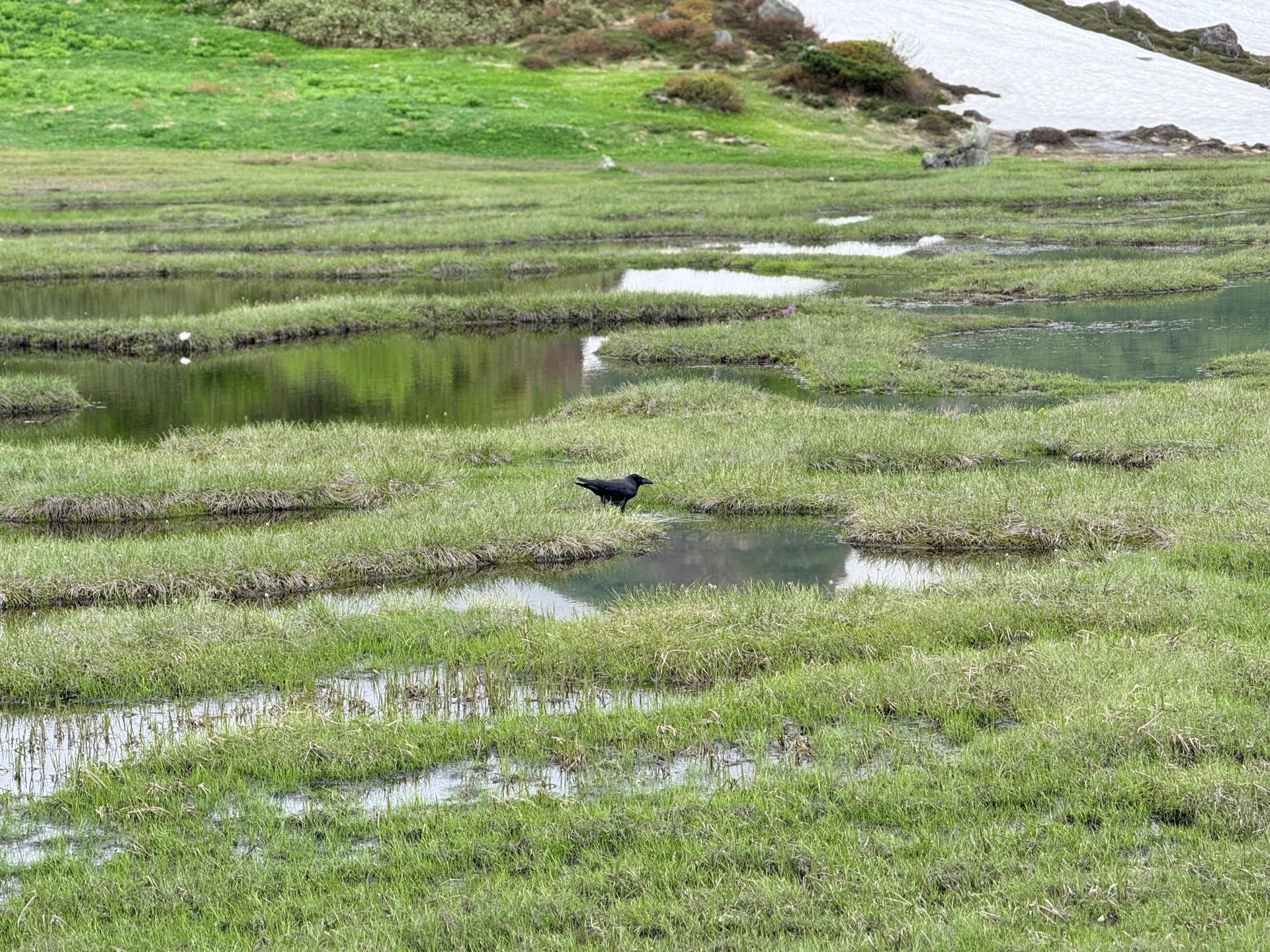 火打山 天狗の庭で遊ぶカラス。山の上では人気者…?