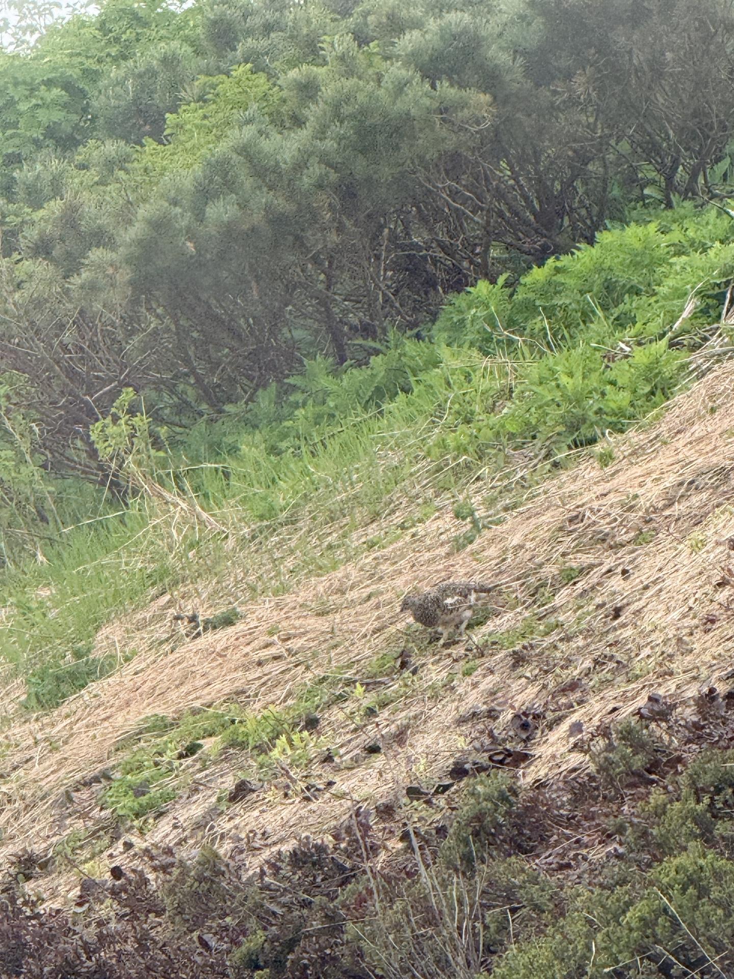 火打山 雪渓の横をよく見ると…雷鳥です!ガスがわくと、姿を見せてくれることが多い鳥です。