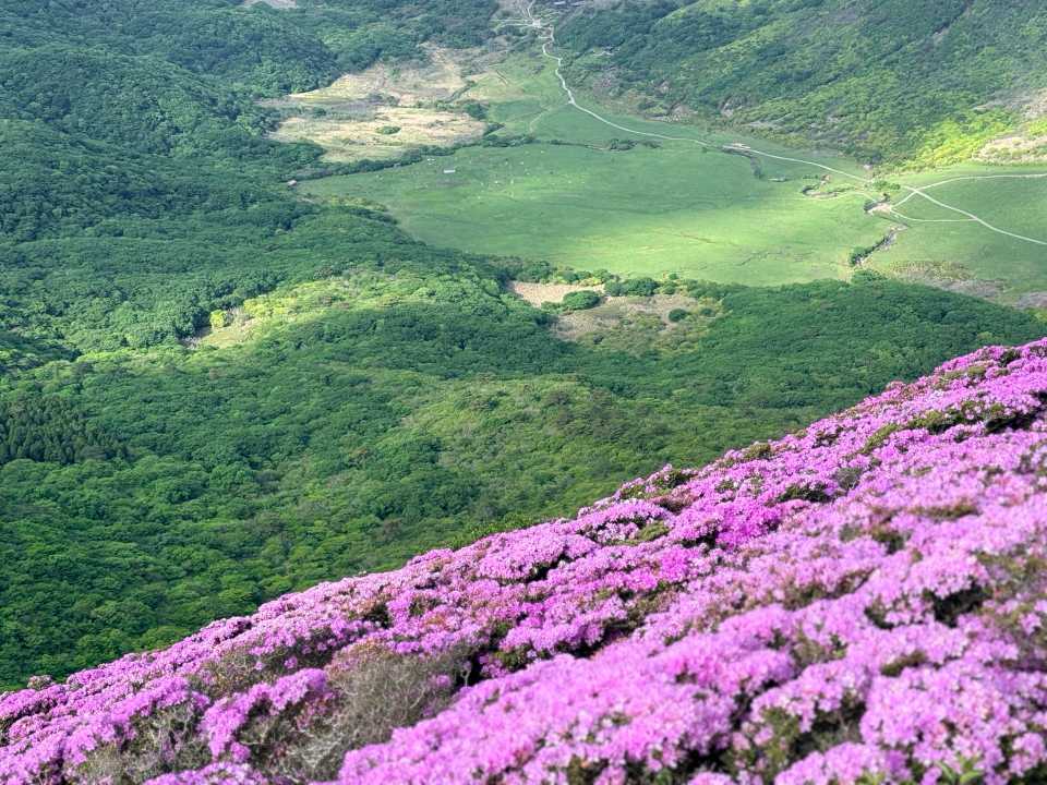 平治岳 ミヤマキリシマ 坊がつる コラボ 草原と緑