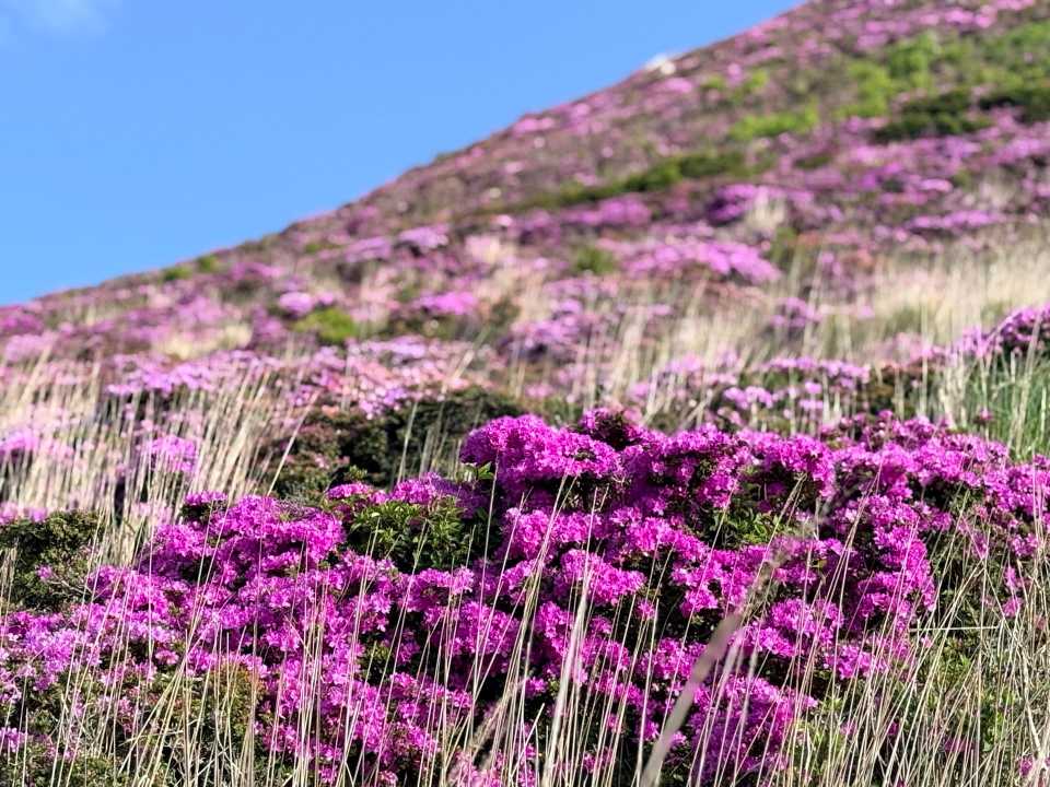 平治岳 ミヤマキリシマ ピンクの濃淡 大戸越からの斜面